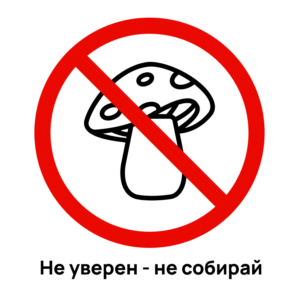 Правила сбора грибов