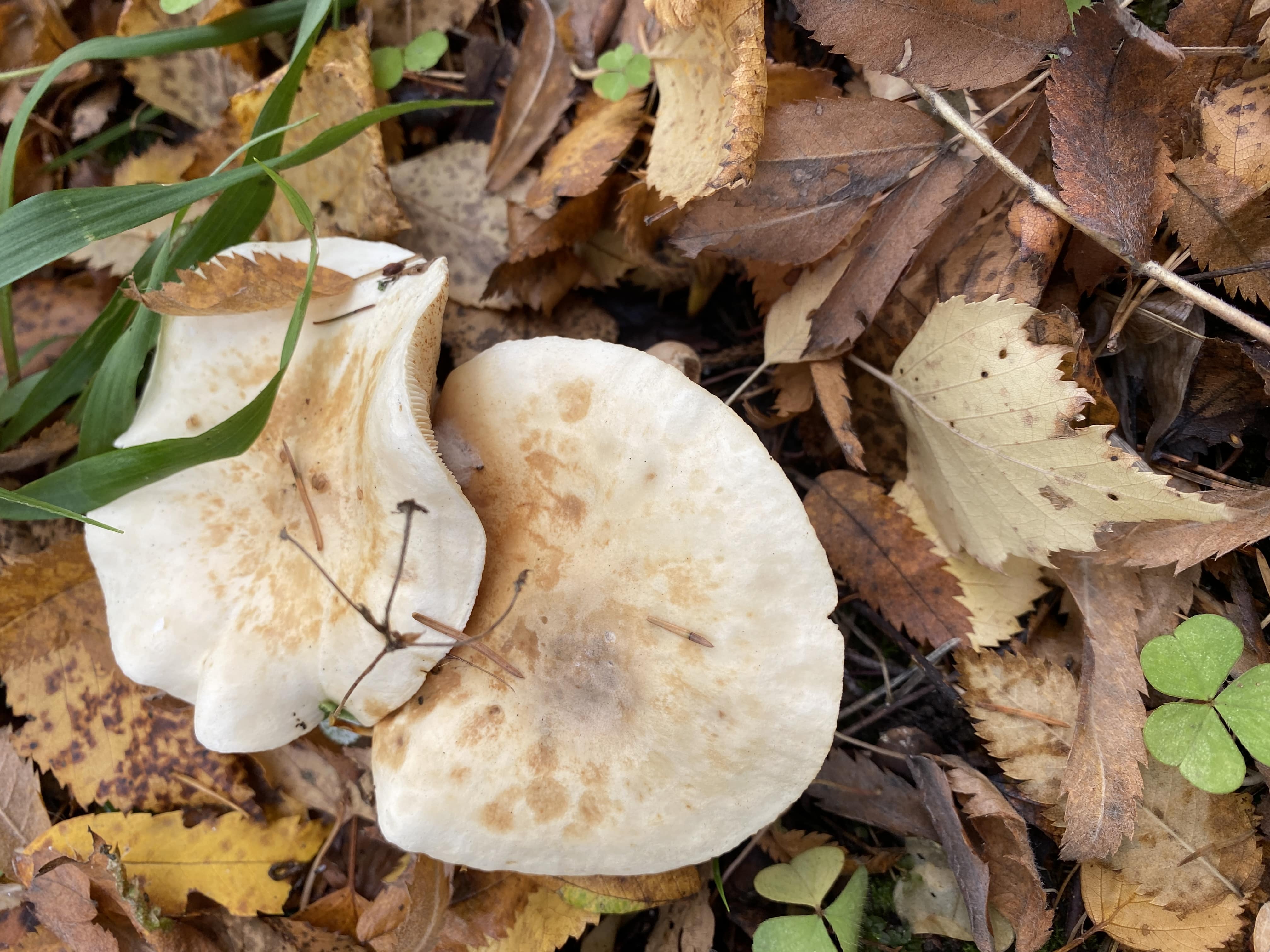Рядовка фиалковая (Collybia irina)