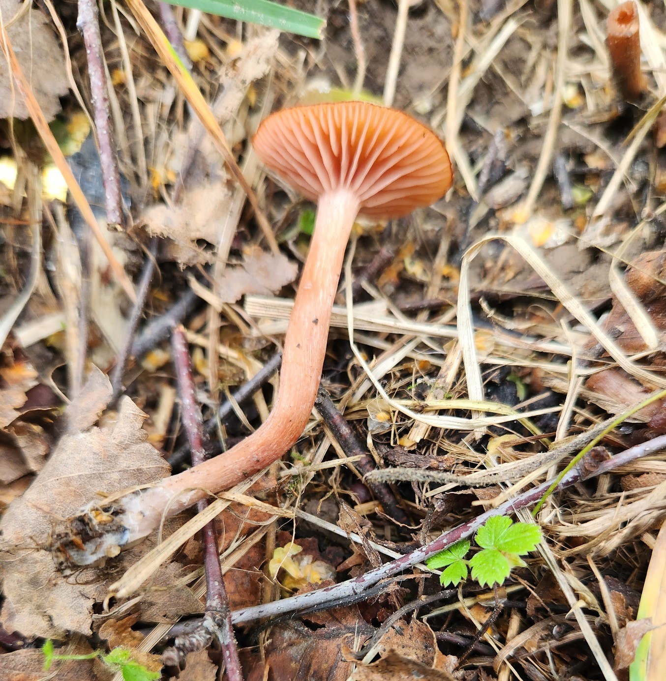 Laccaria laccata