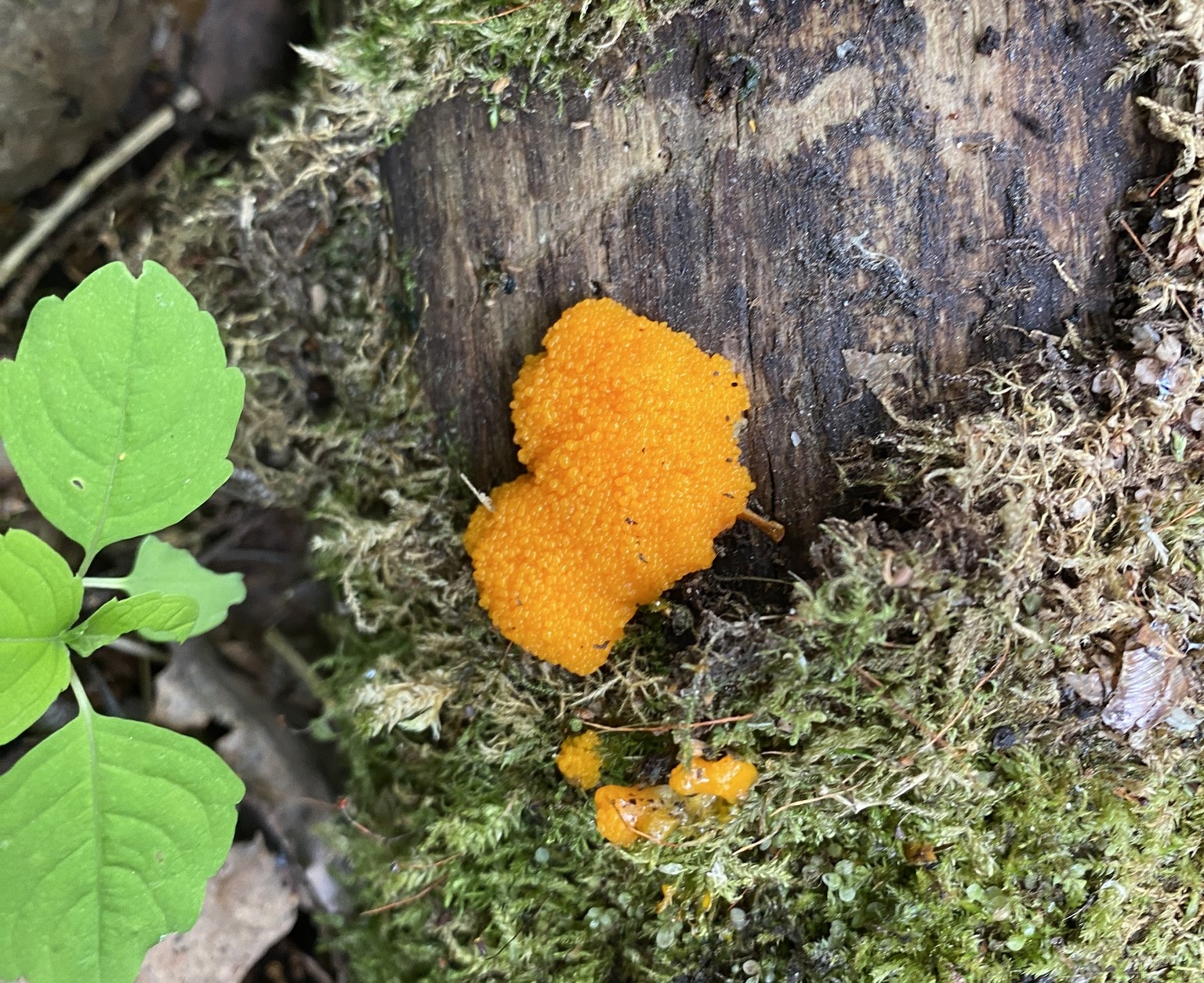 Tubifera montana