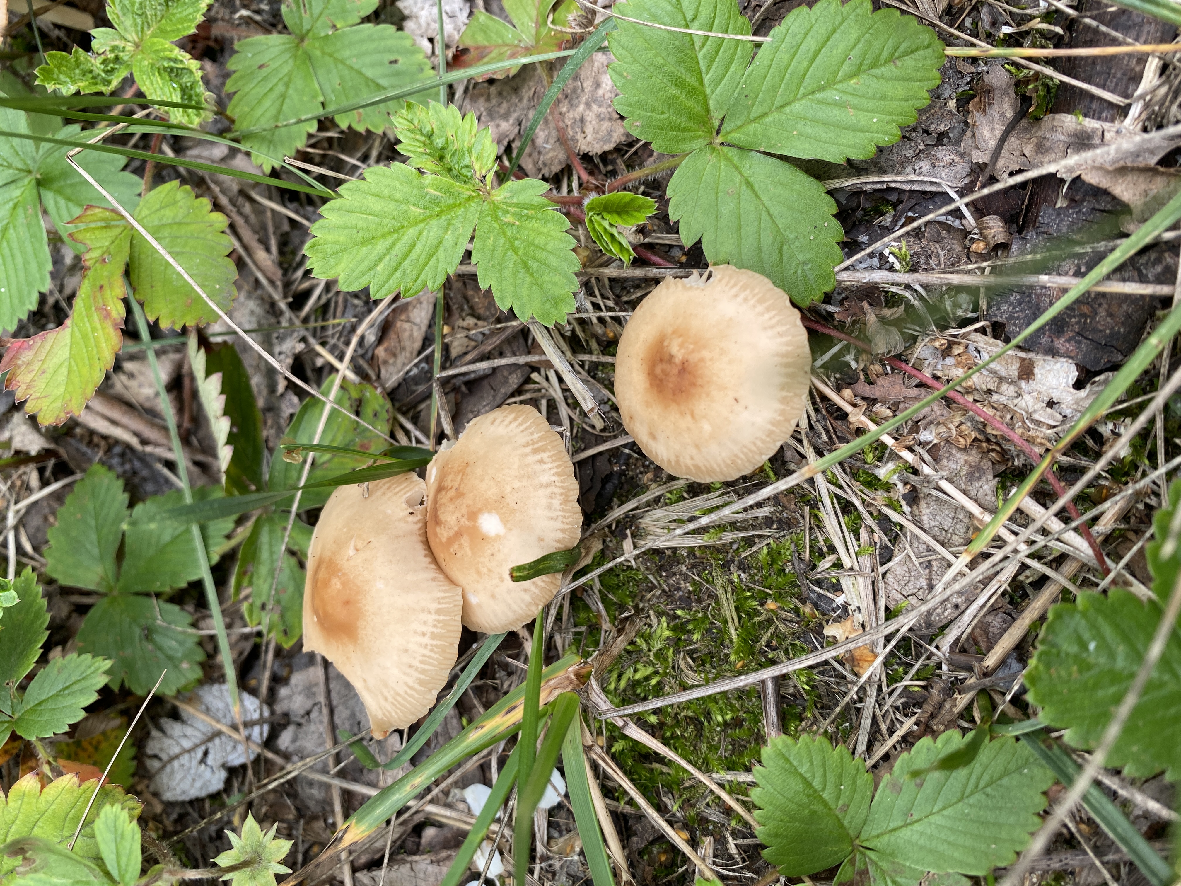 Marasmius oreades