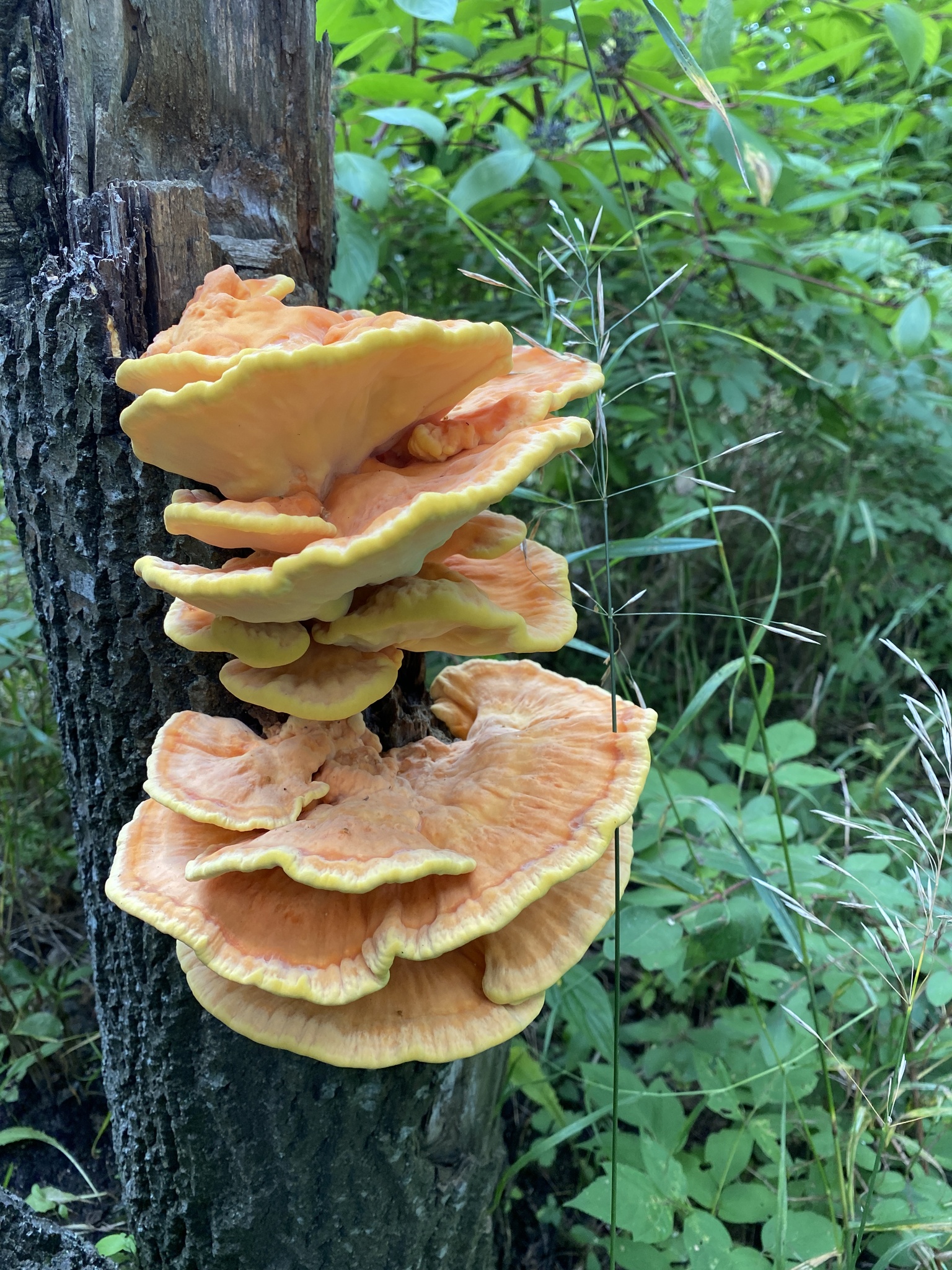 Laetiporus sulphureus