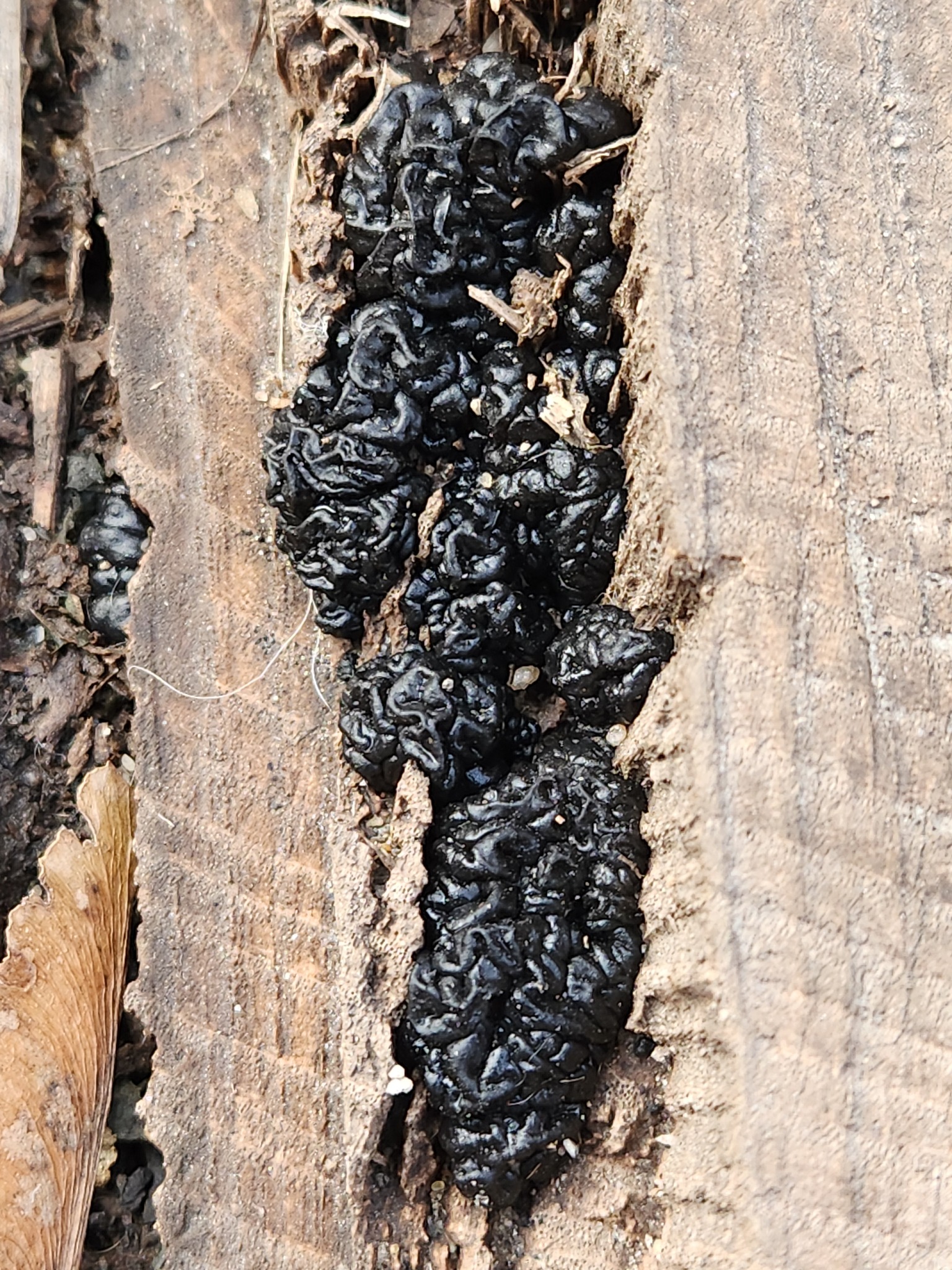 Exidia nigricans