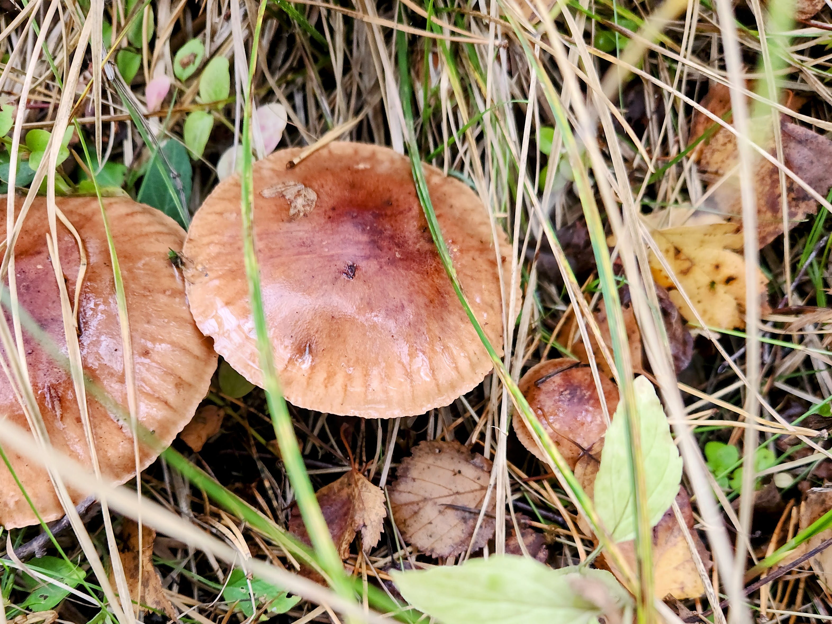 Tricholoma fulvum 