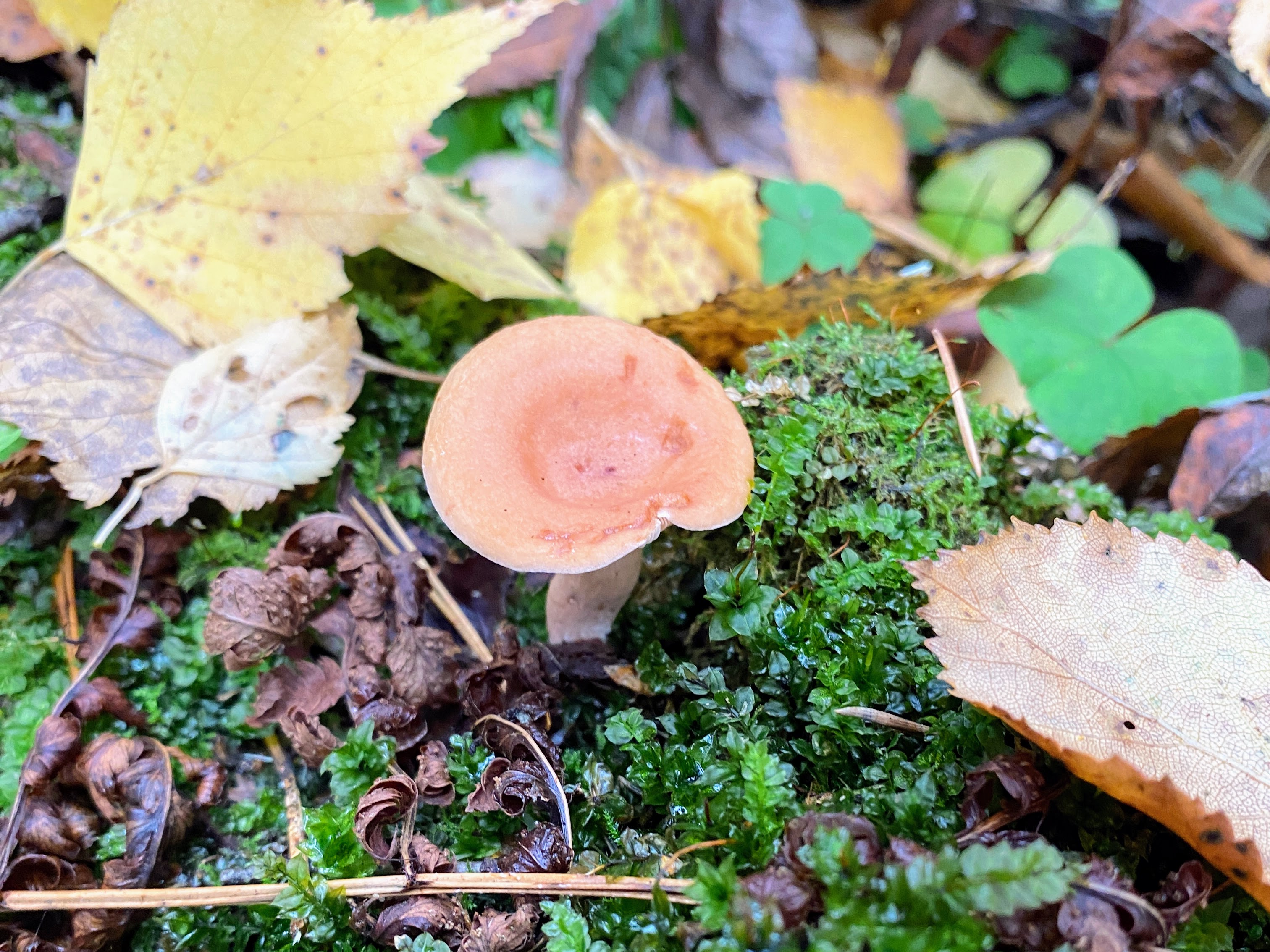 (Lactarius tabidus