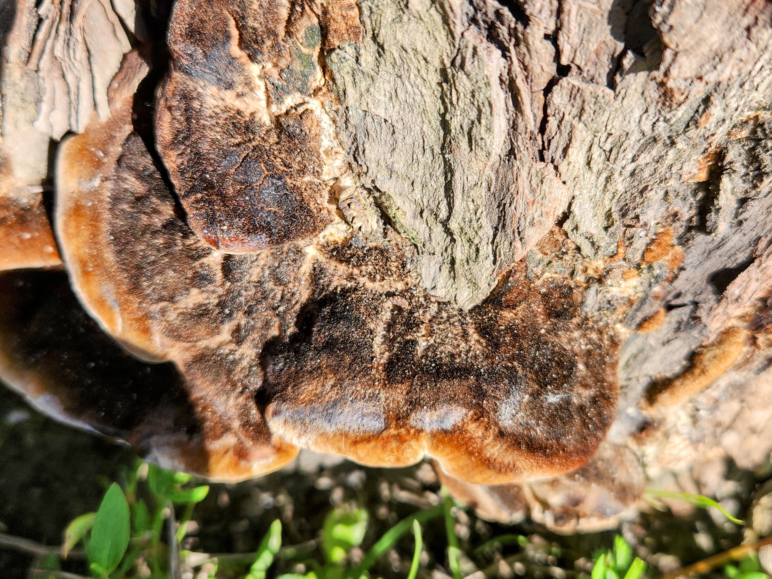 Кориолопсис гальский