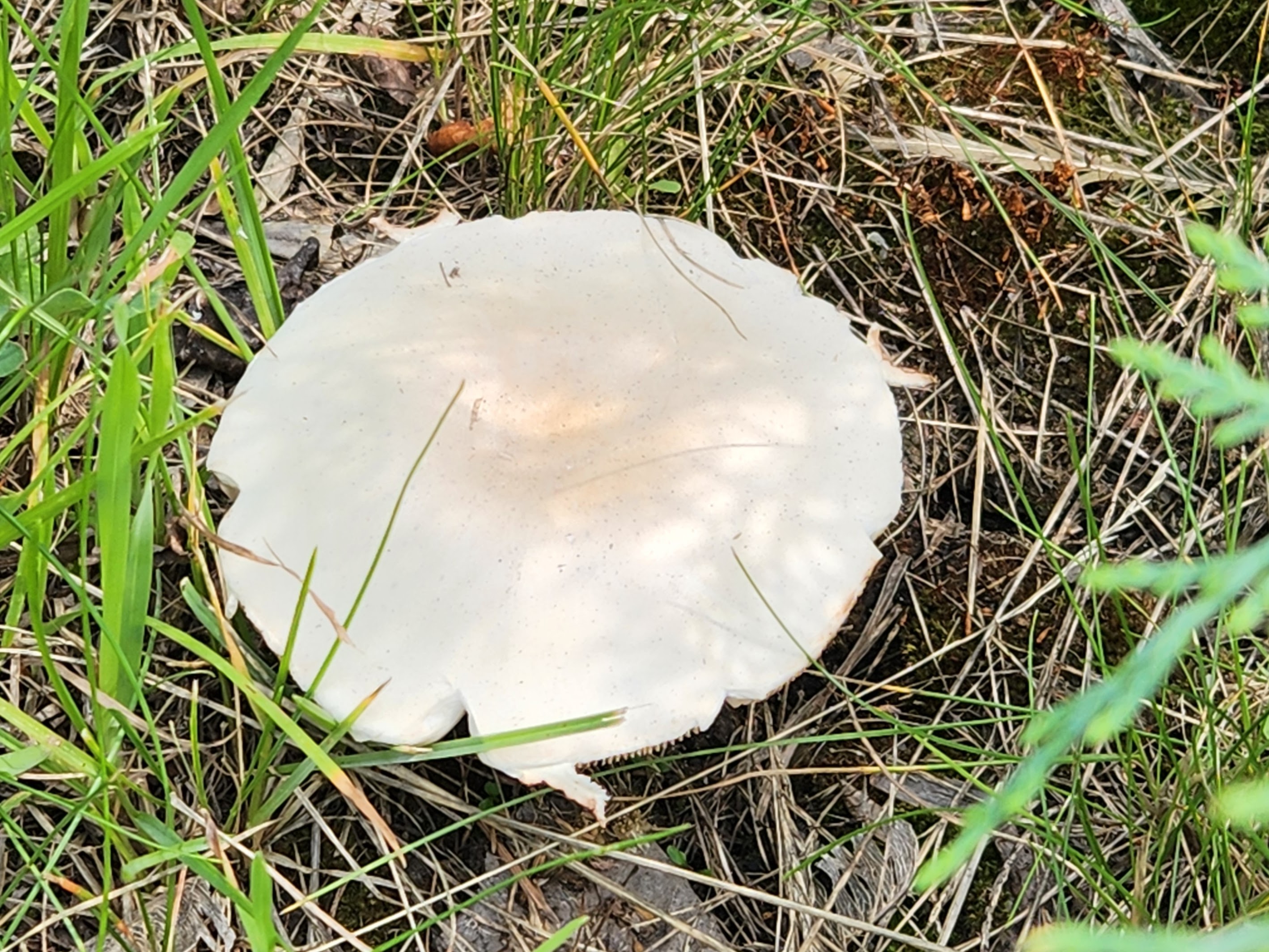 Leucocoprinus leucothites