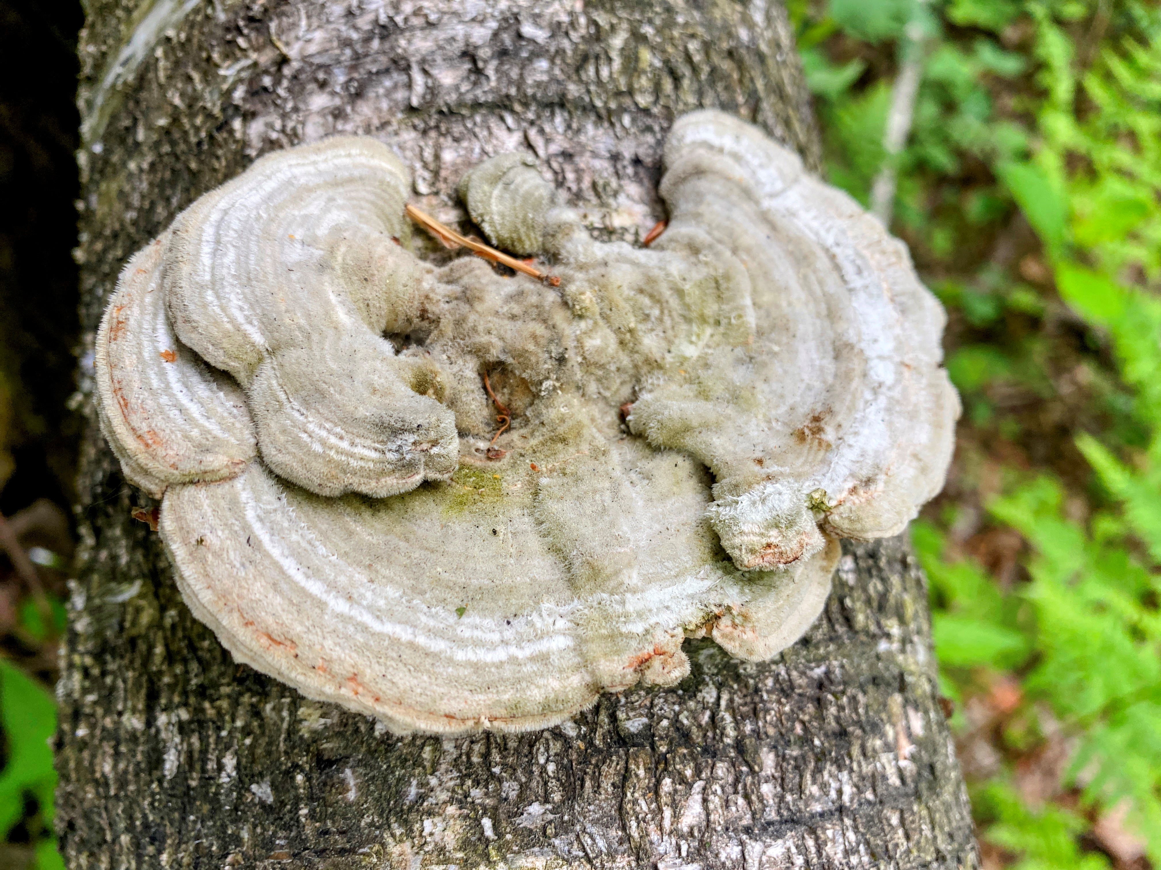 Лензитес берёзовый