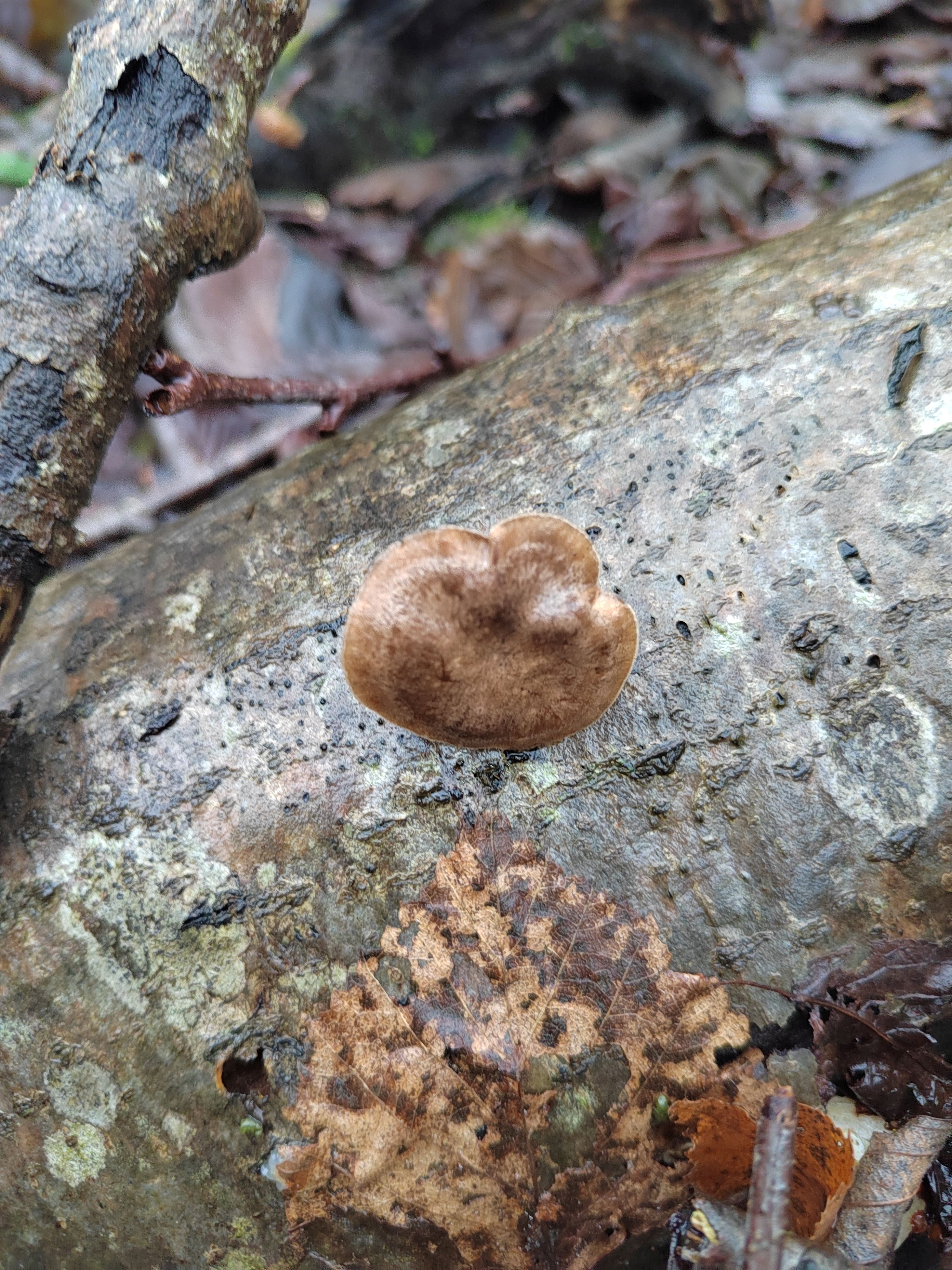 Трутовик зимний