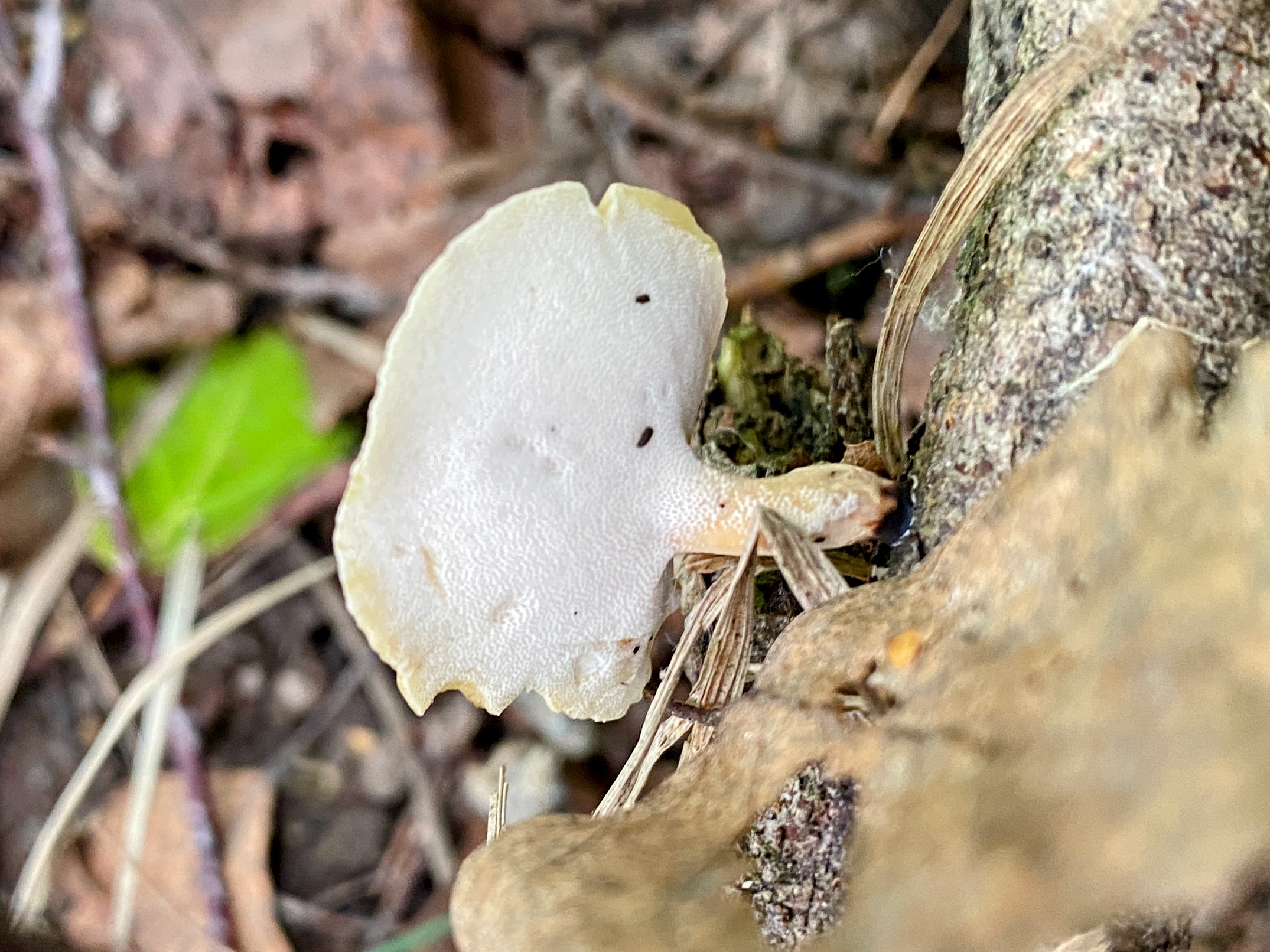 Трутовик изменчивый