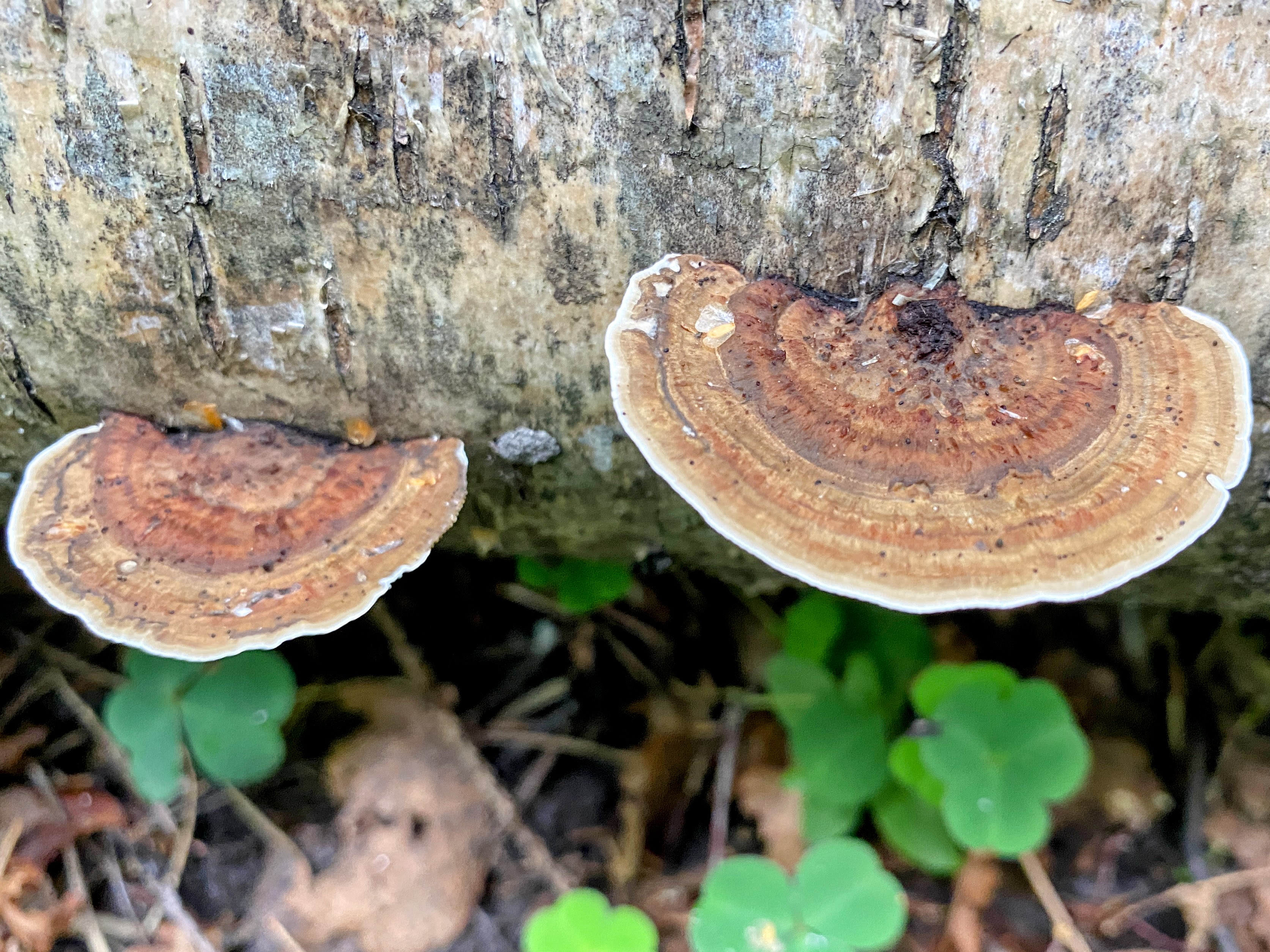 Дедалеопсис северный