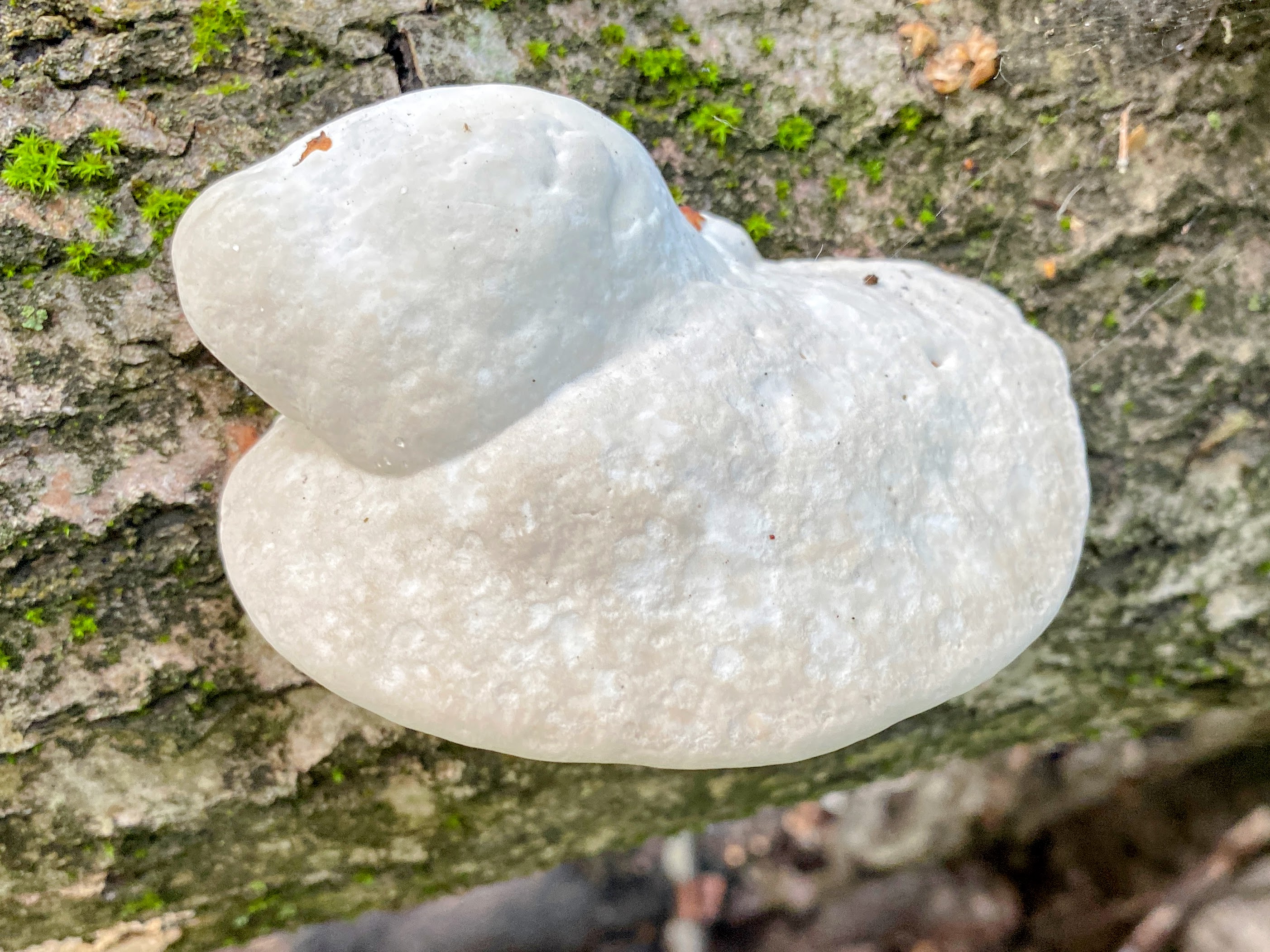 Траметес горбатый