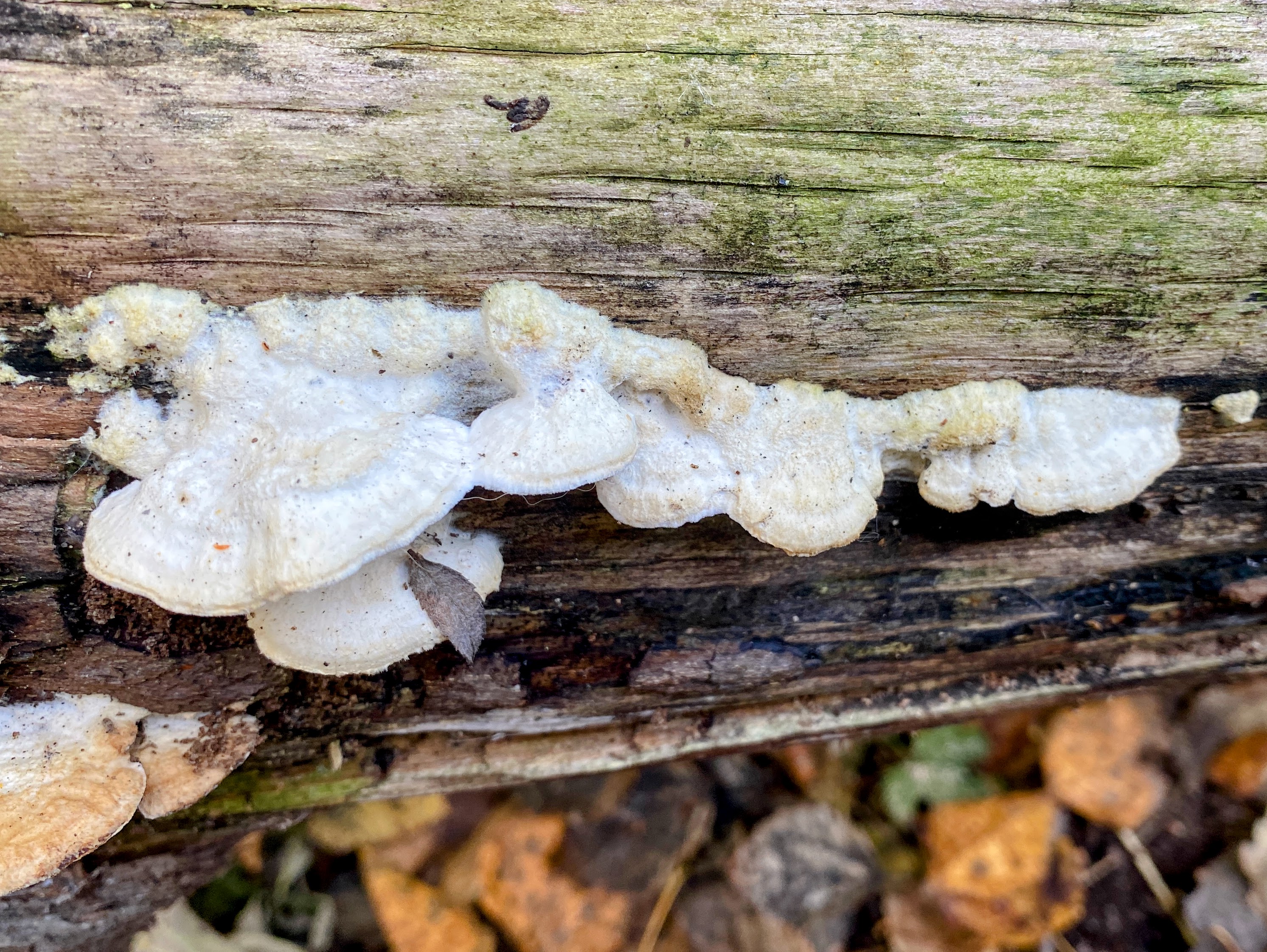 Траметес пушистый