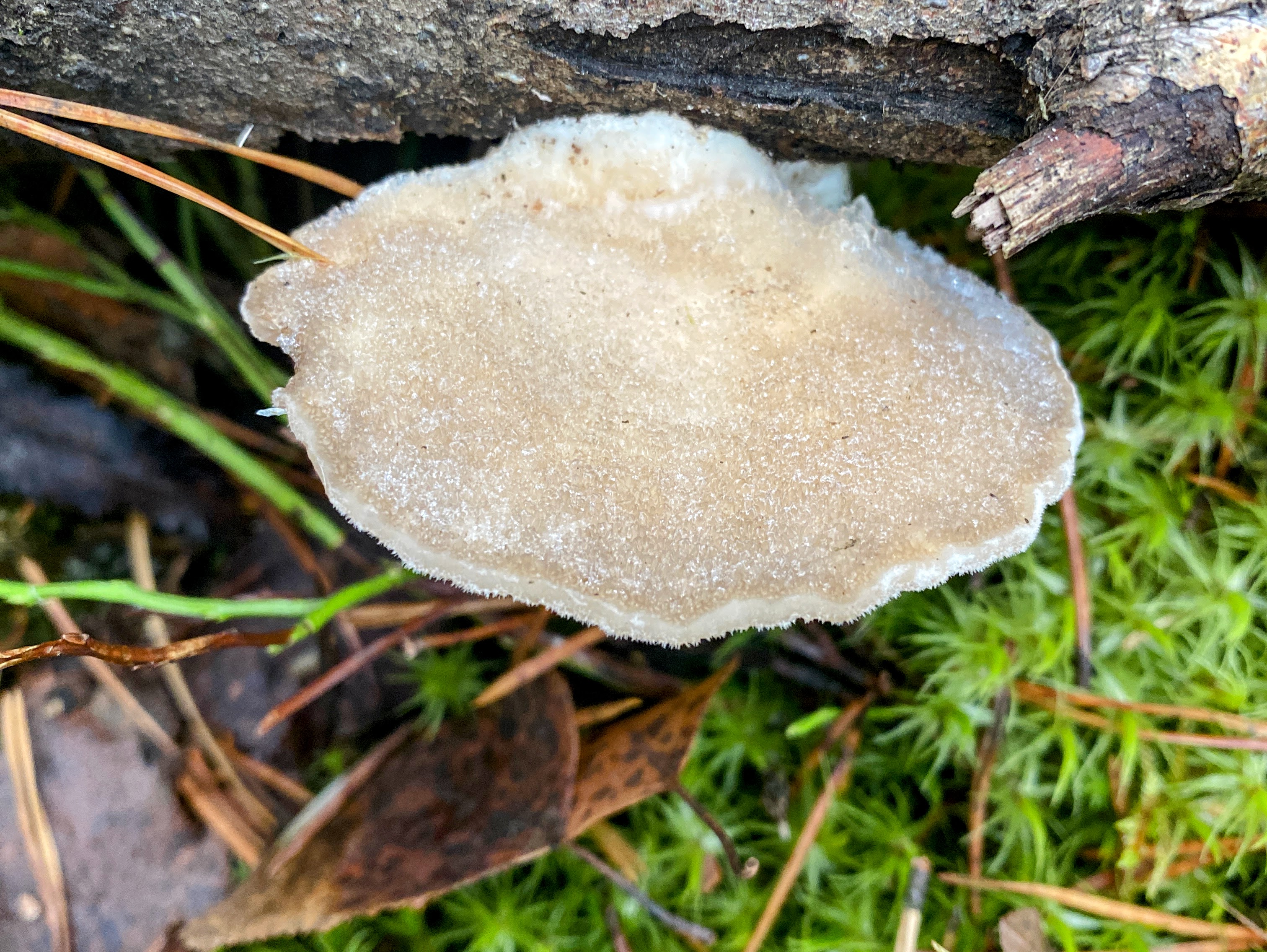 Тиромицес белоснежный