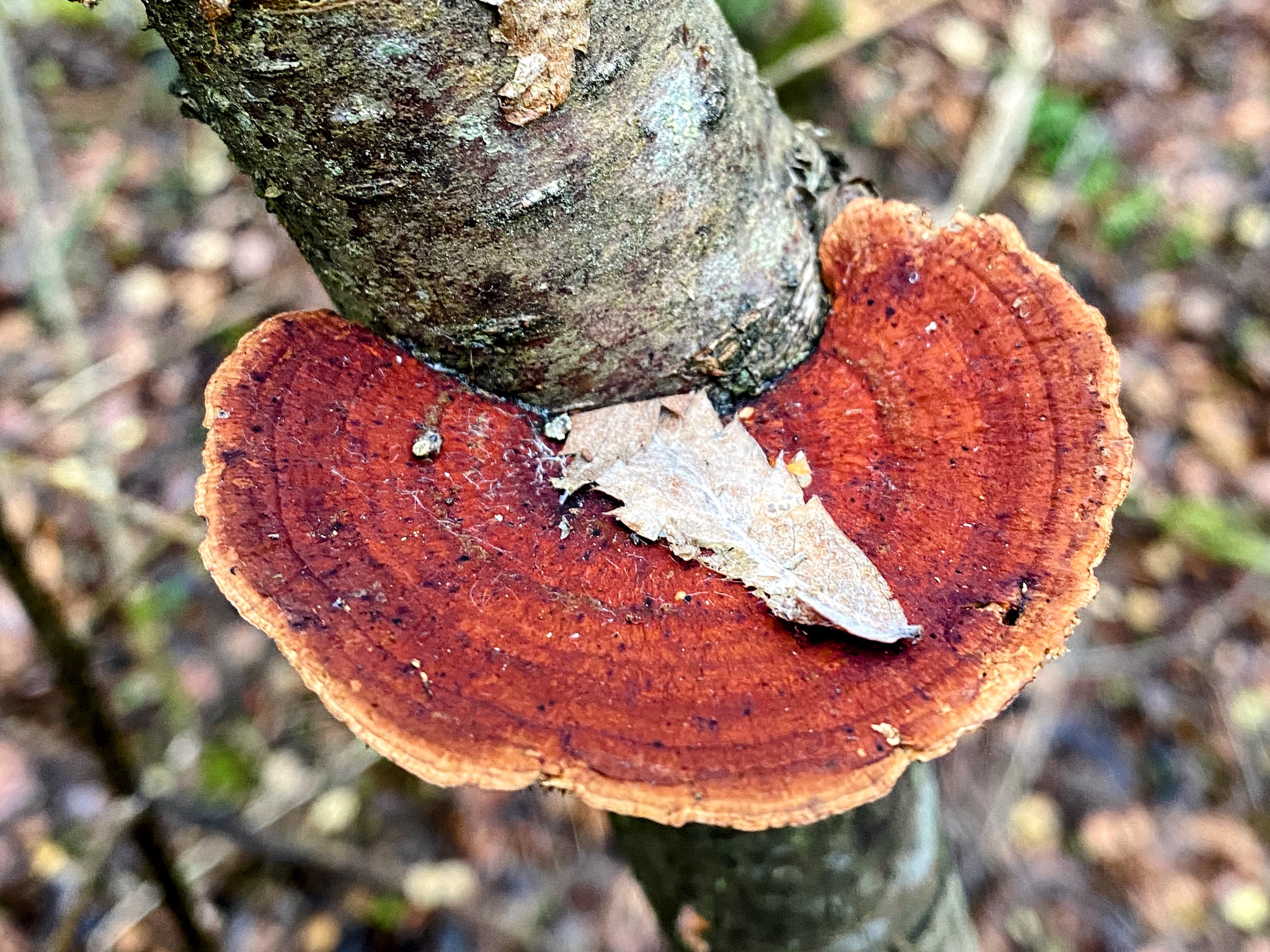 Дедалеопсис трёхцветный