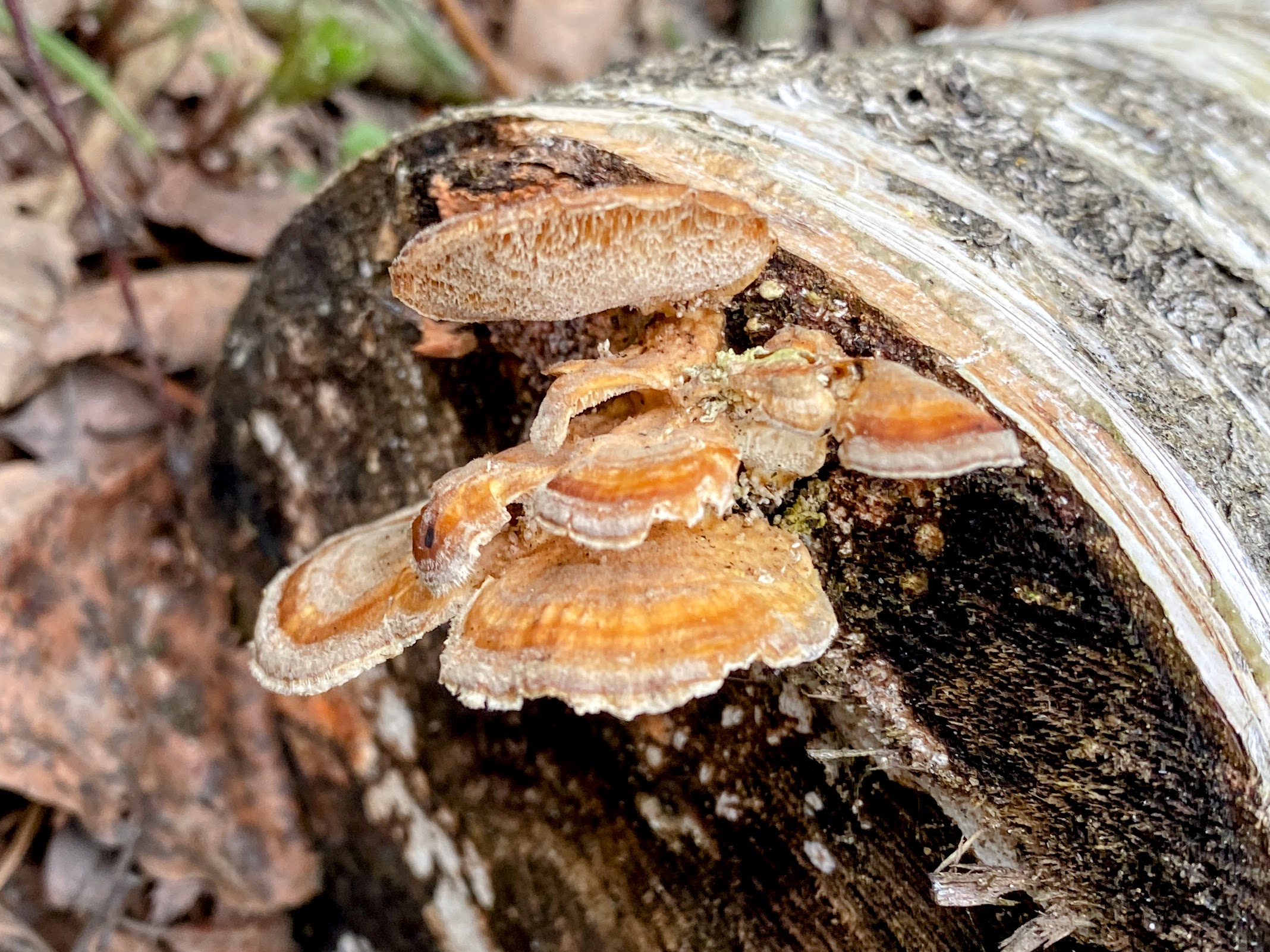 Trametes ochracea