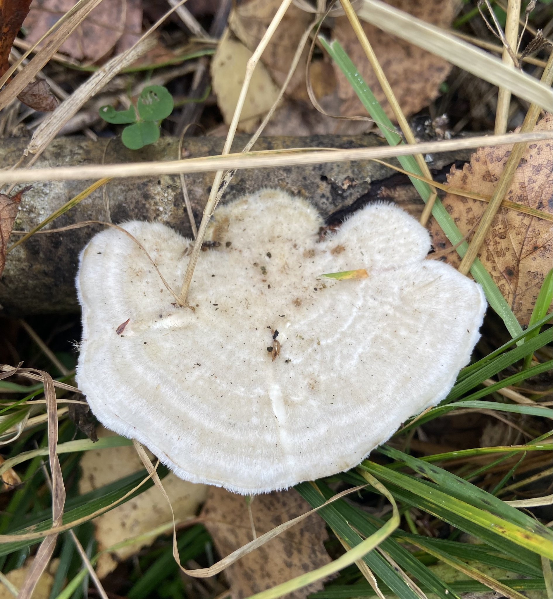 Траметес жёстковолосистый