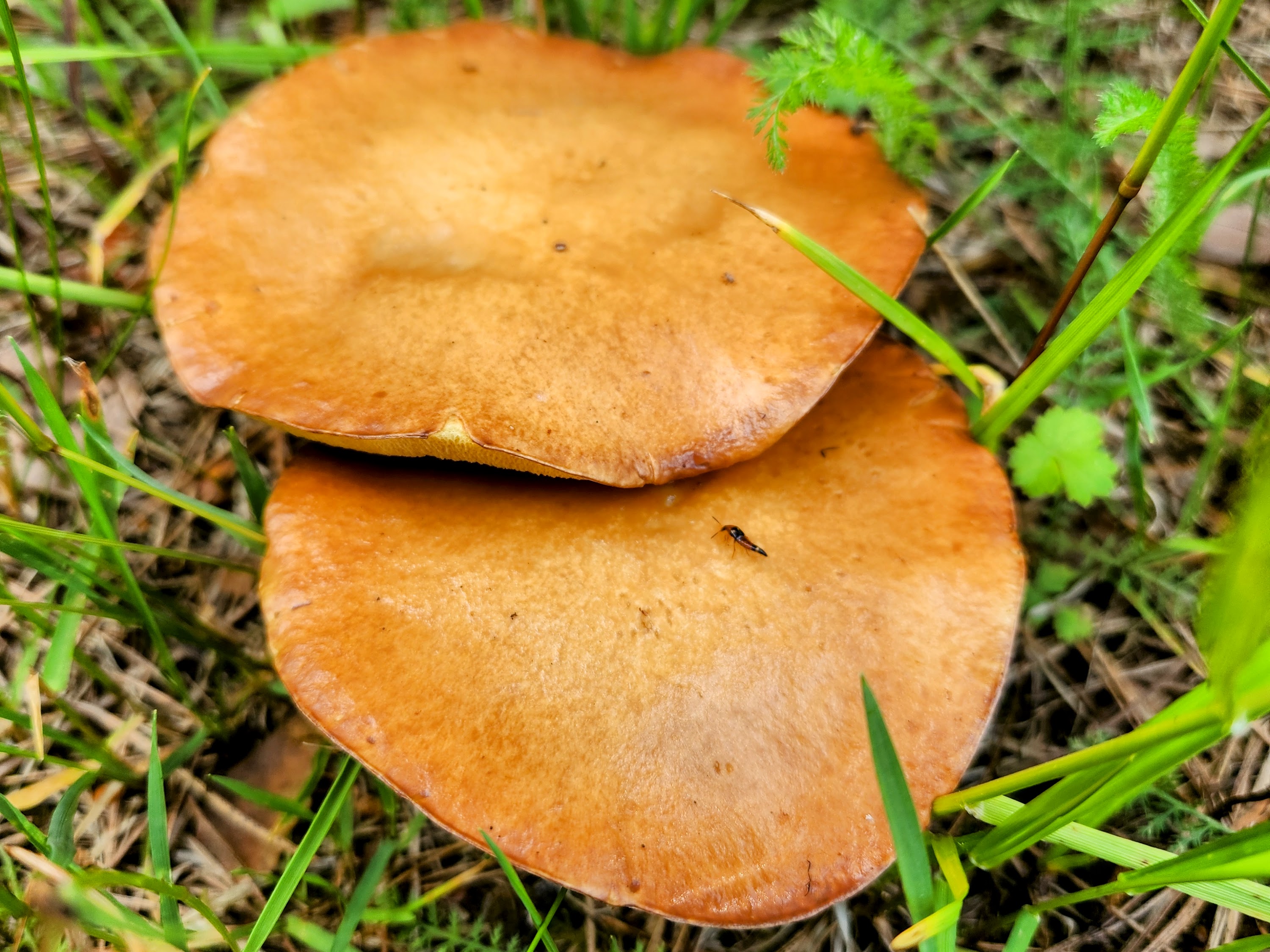 Маслёнок зернистый