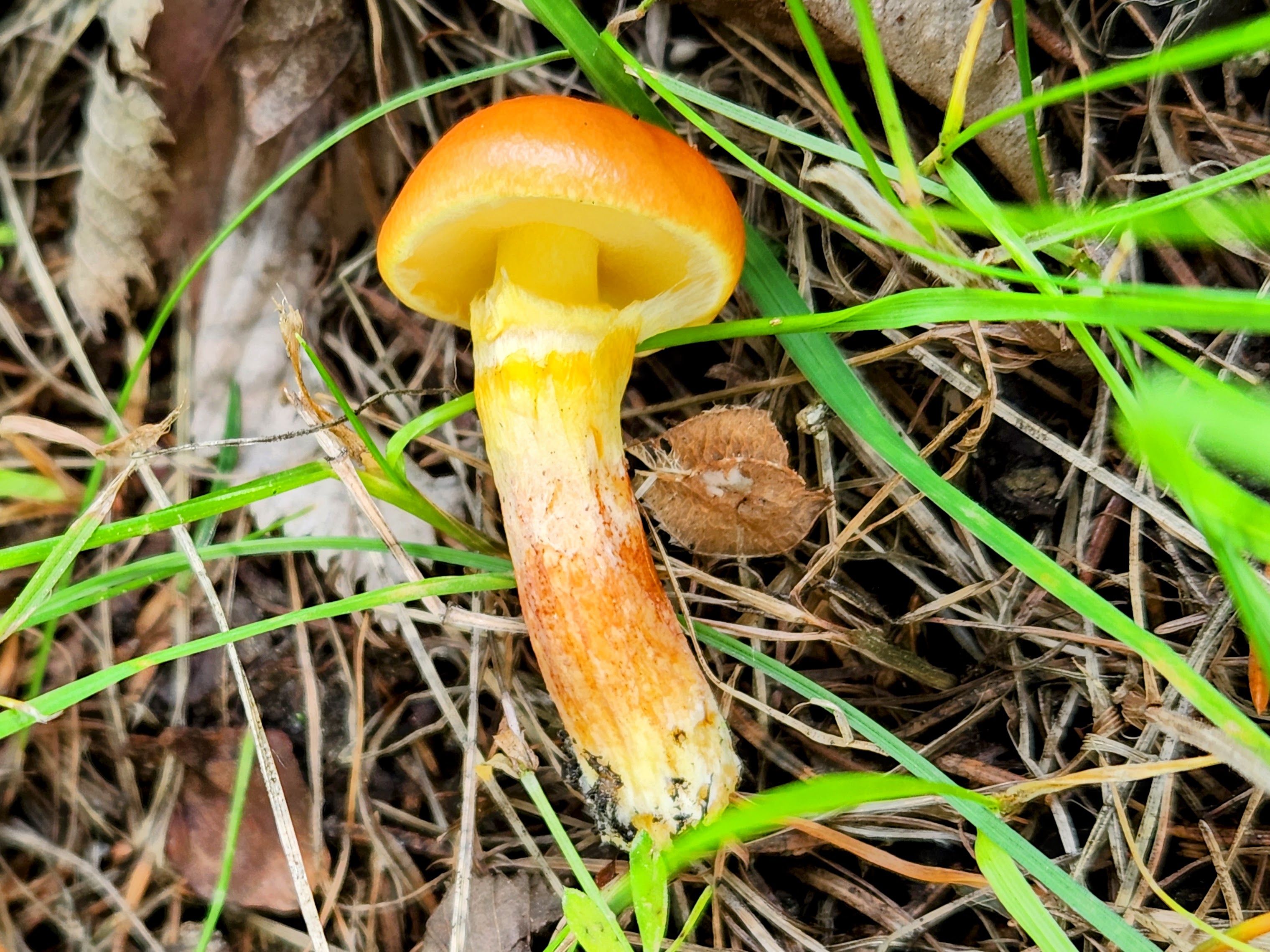 Маслёнок лиственничный