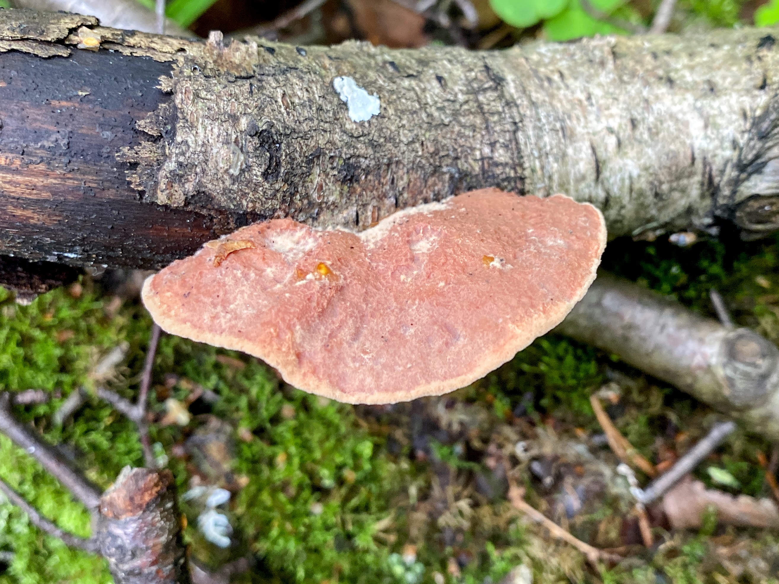 Hapalopilus rutilans