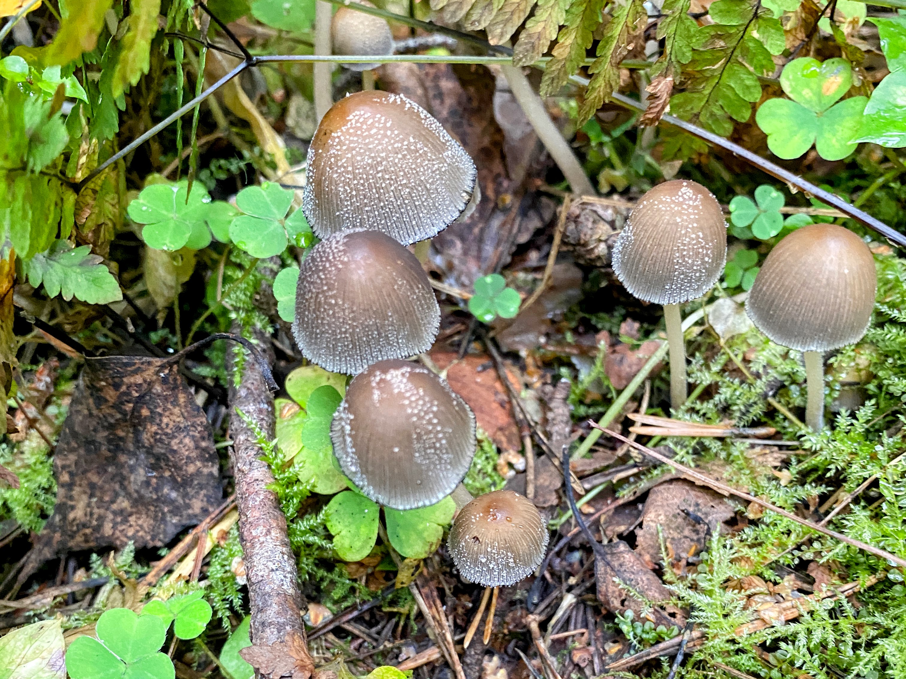 Навозник серый