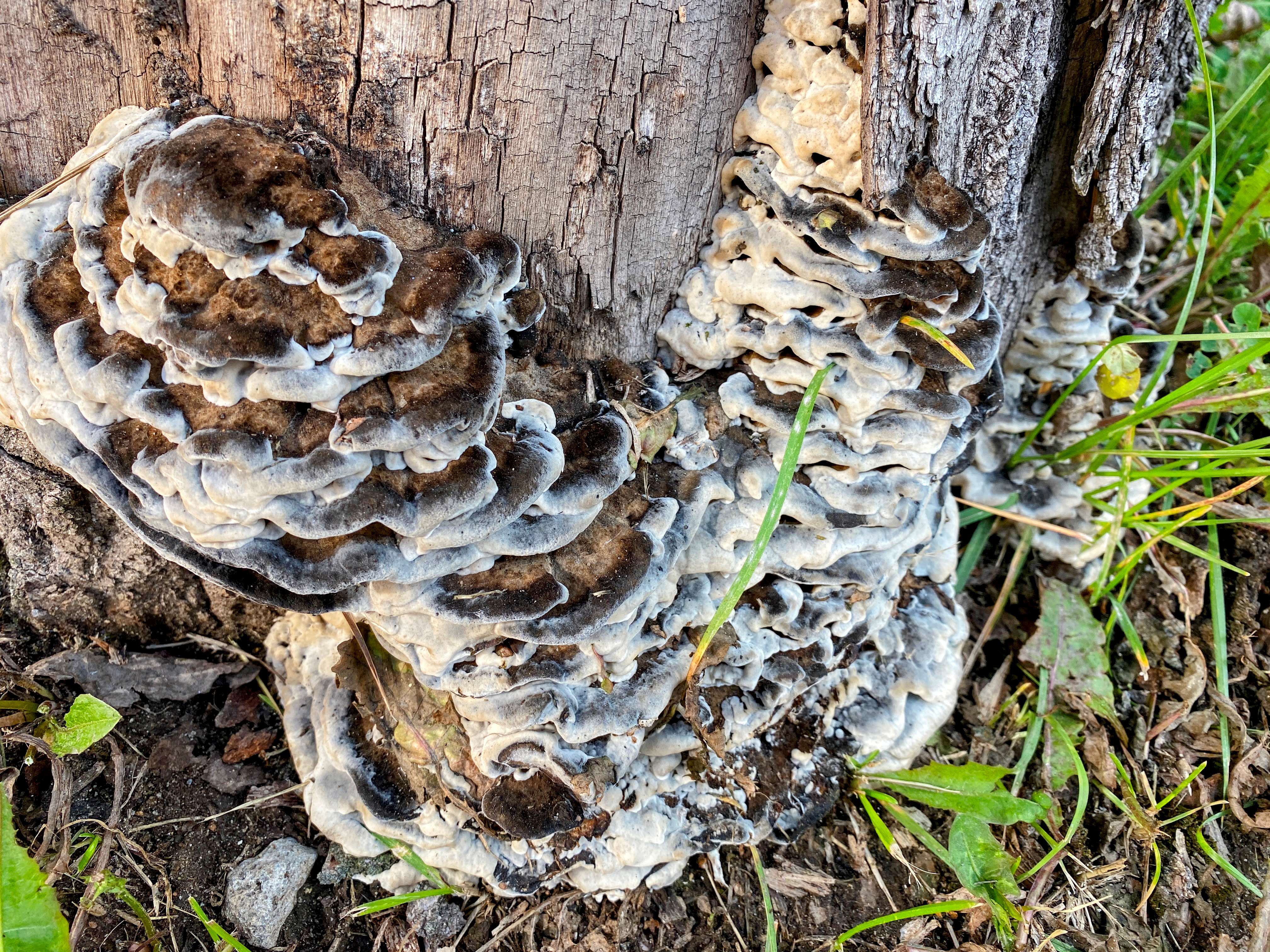 Бьеркандера опалённая