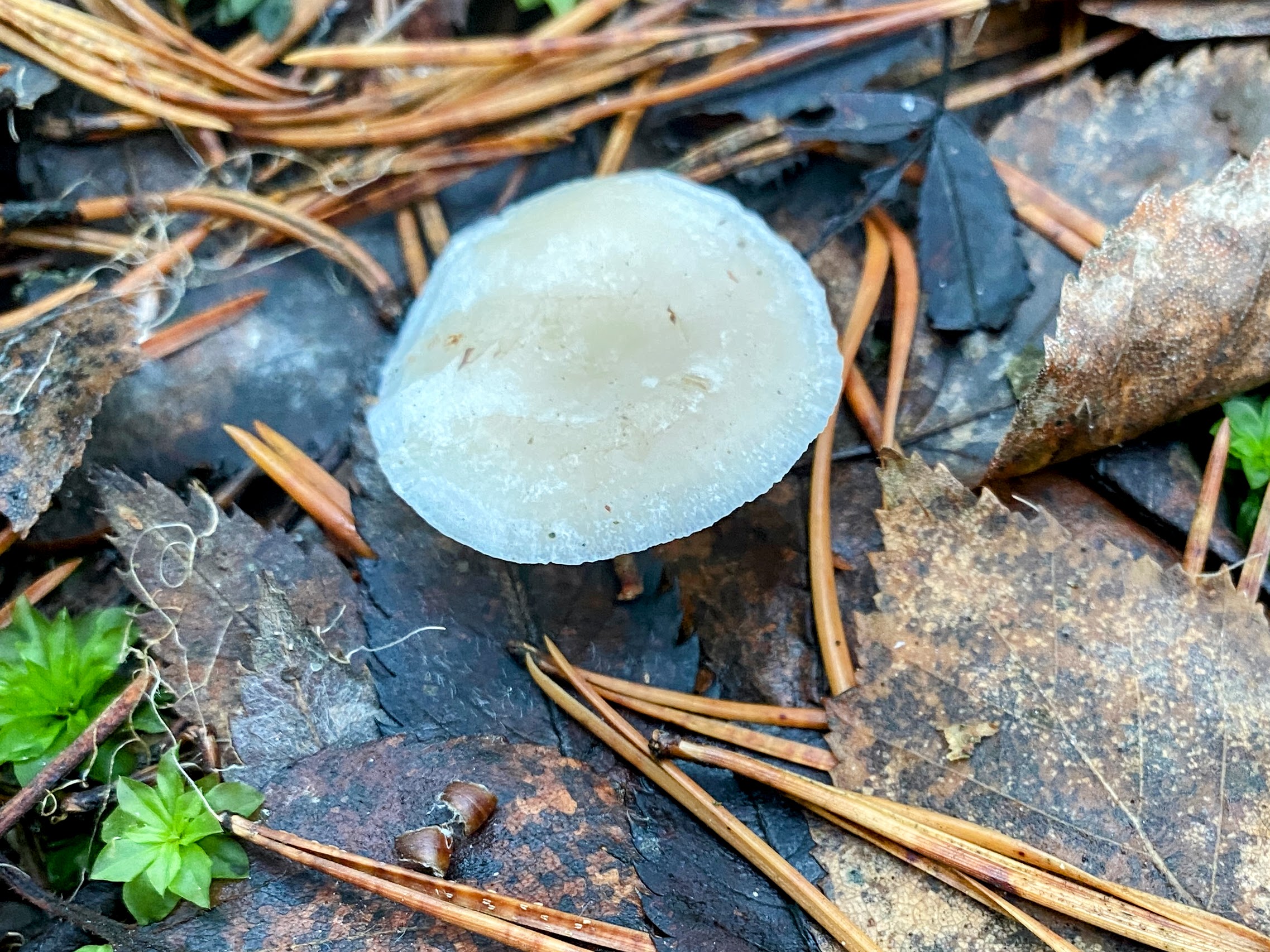 Говорушка благоухающая