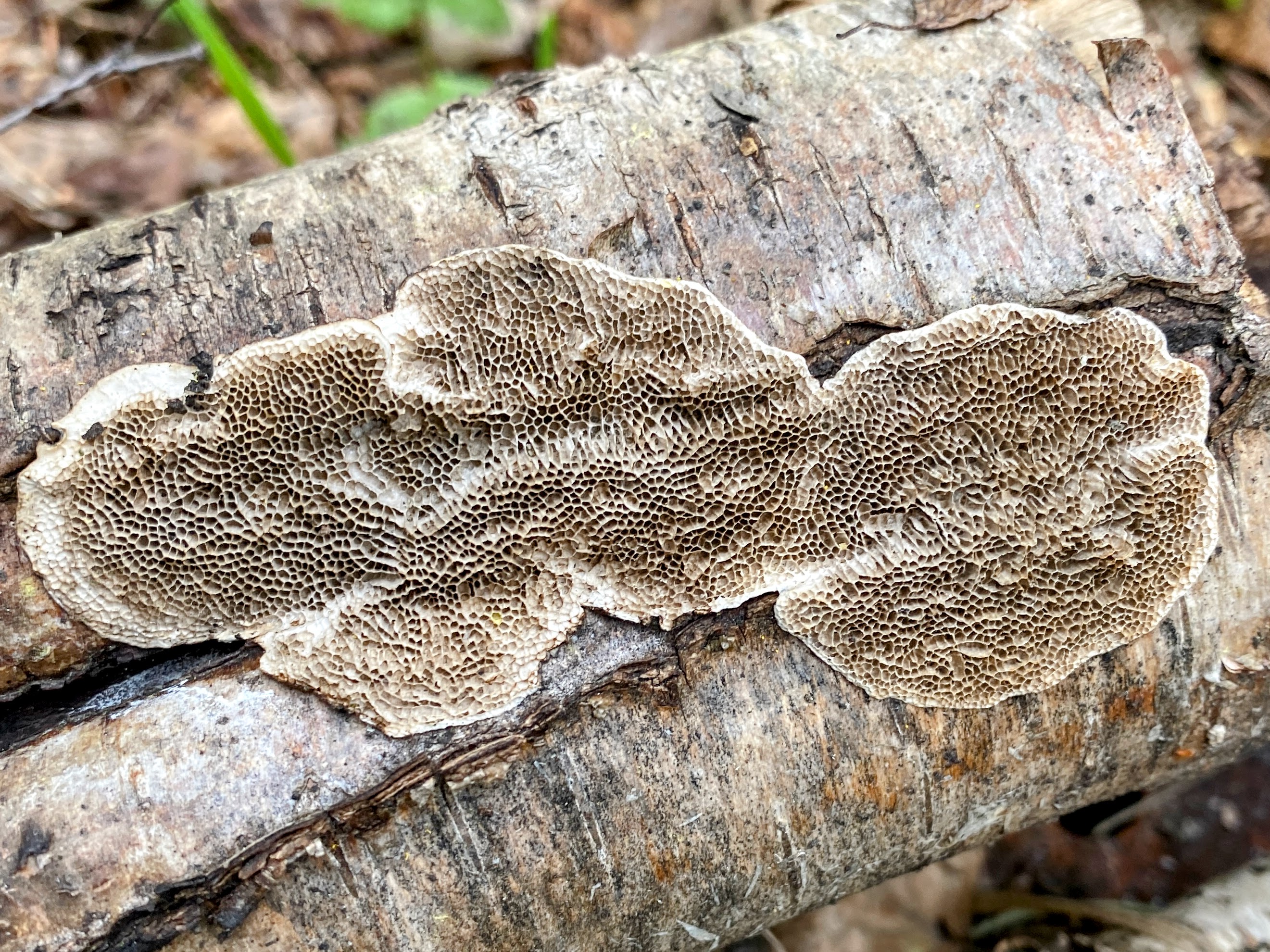 Датрония мягкая