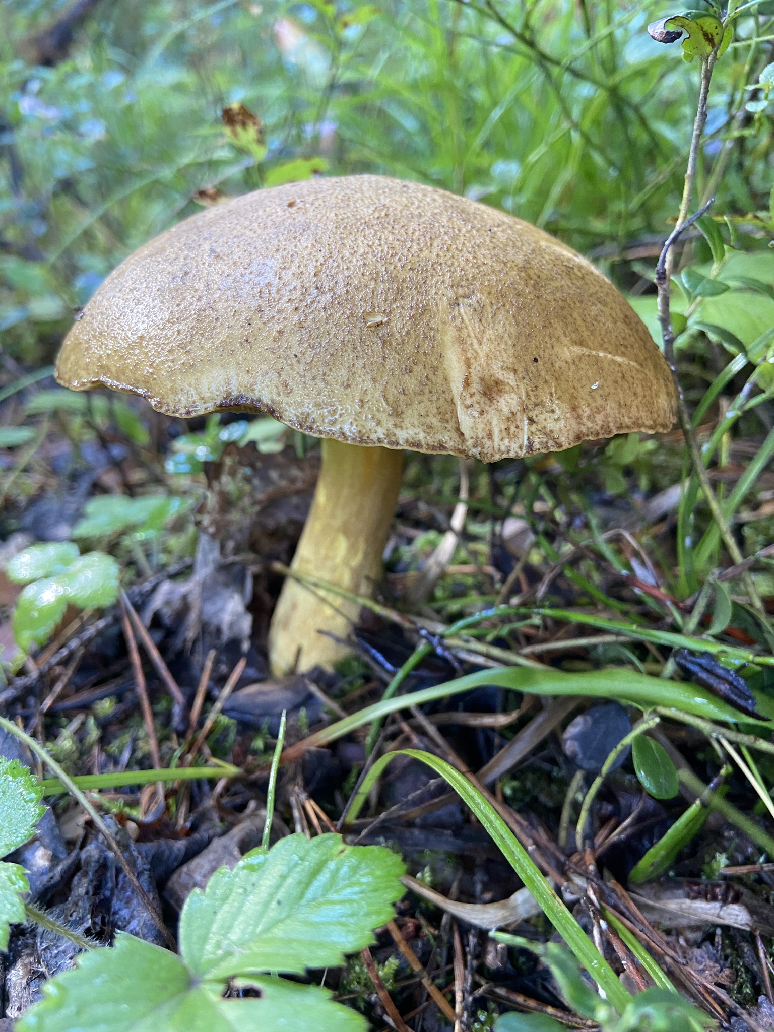 Suillus variegatus