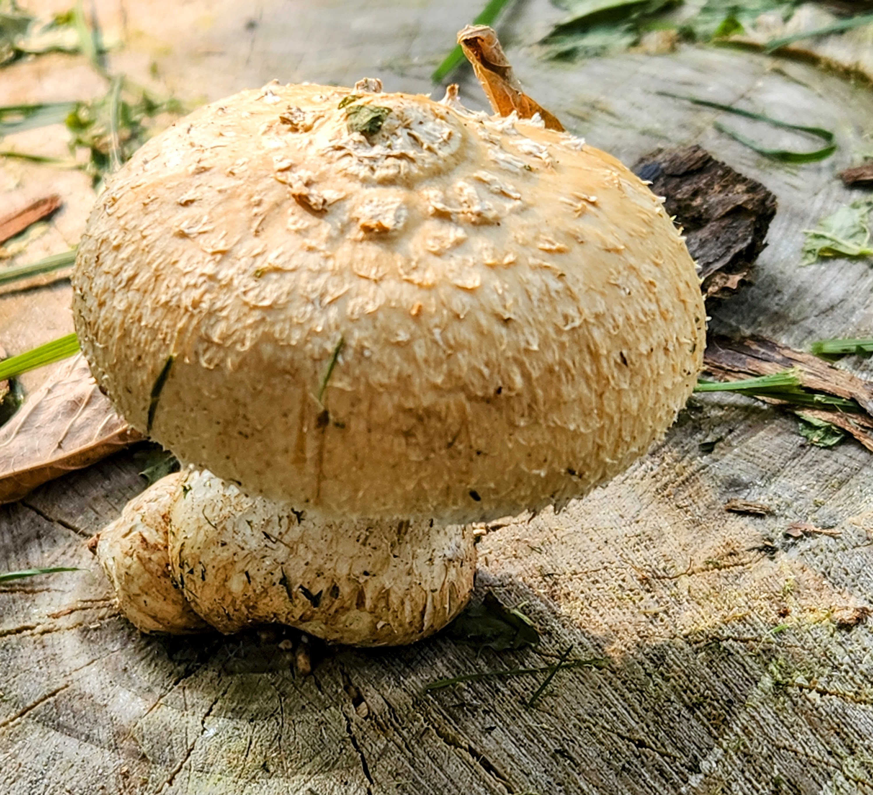 Pholiota populnea