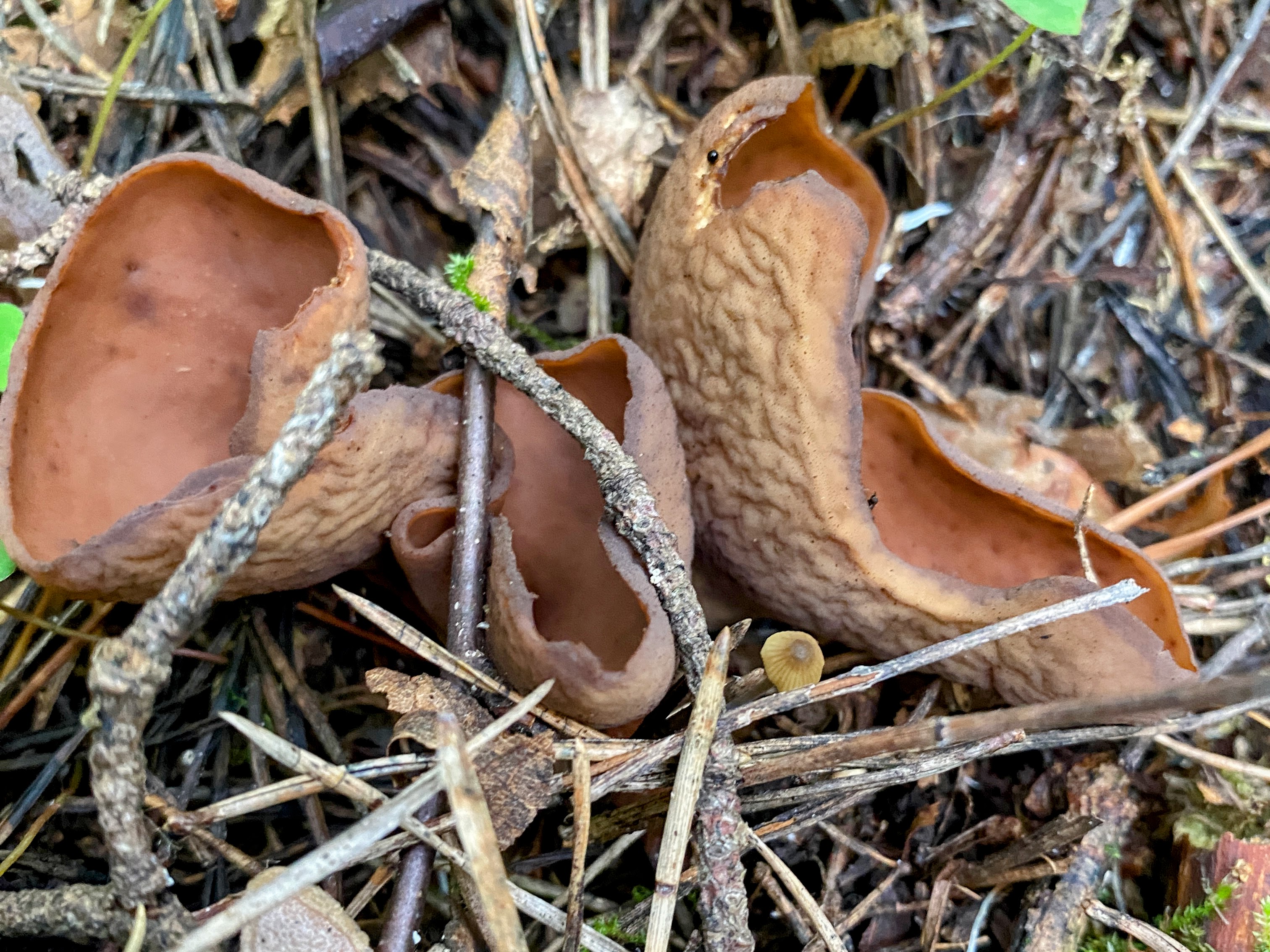 Otidea mirabilis