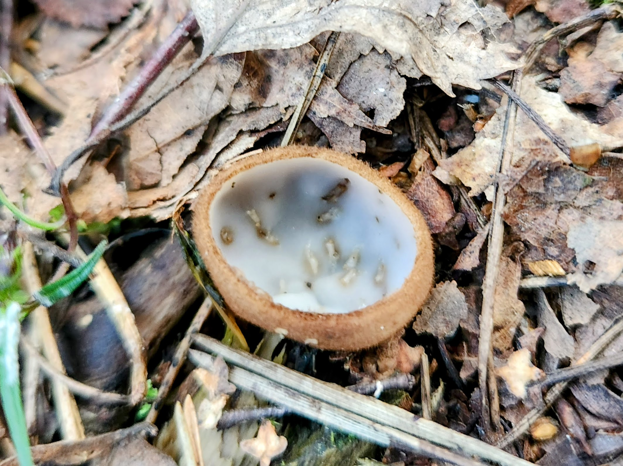 Humaria hemisphaerica