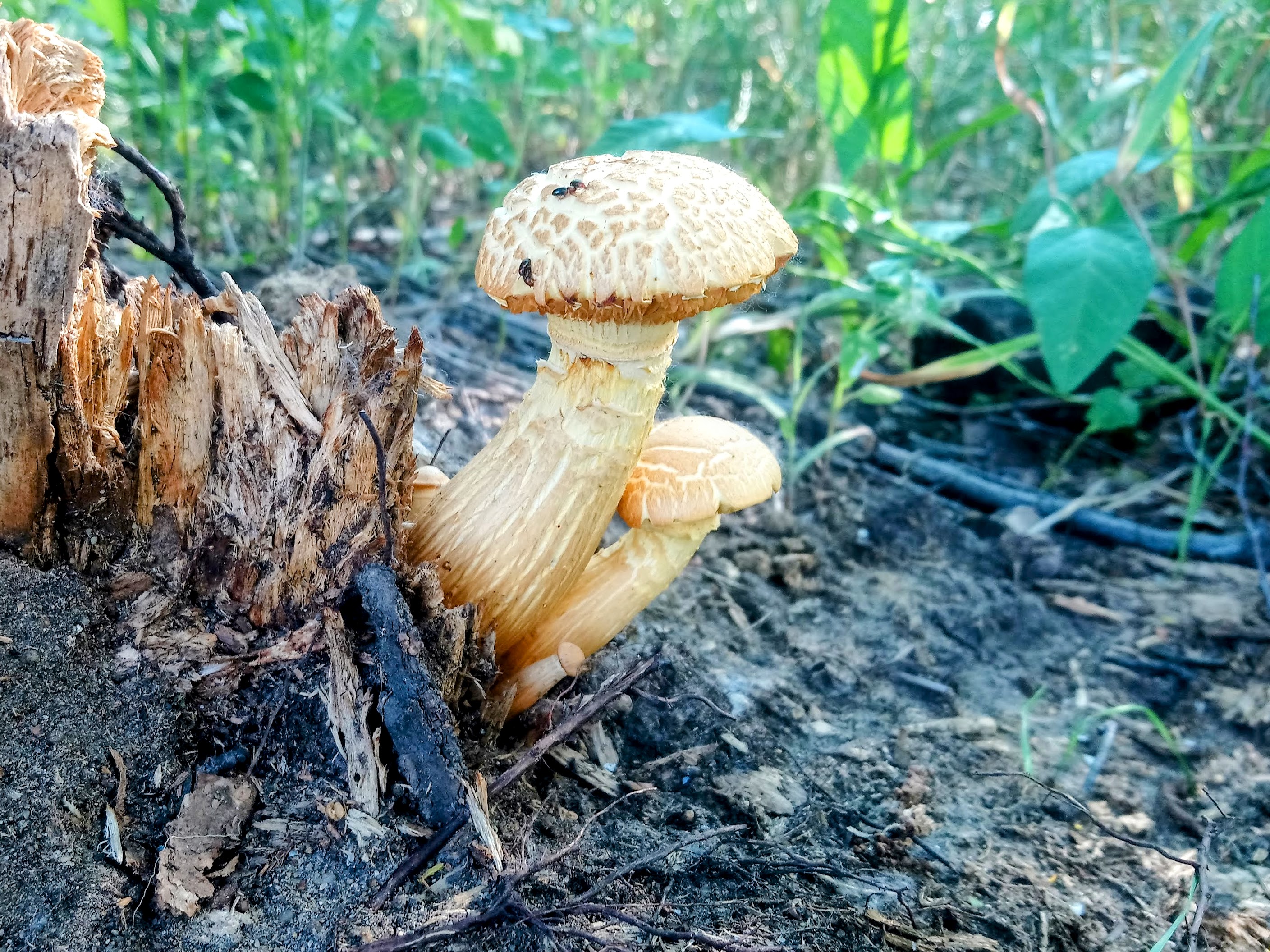 Neolentinus lepideus 