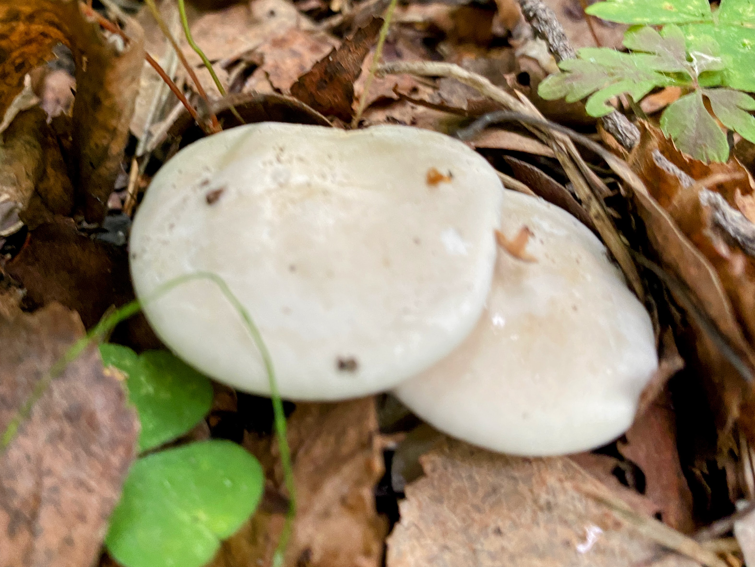 Clitopilus