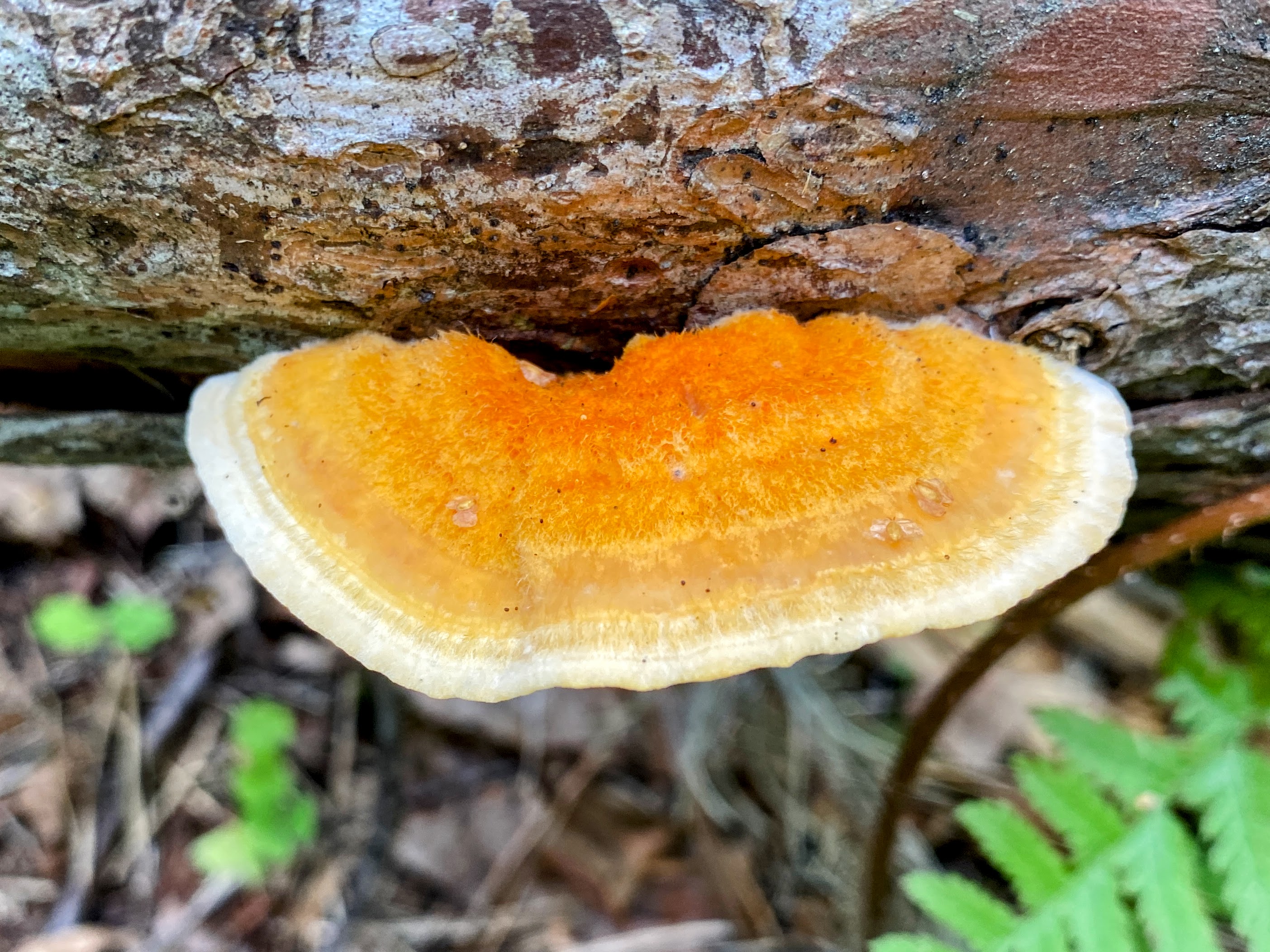  Pycnoporellus fulgens