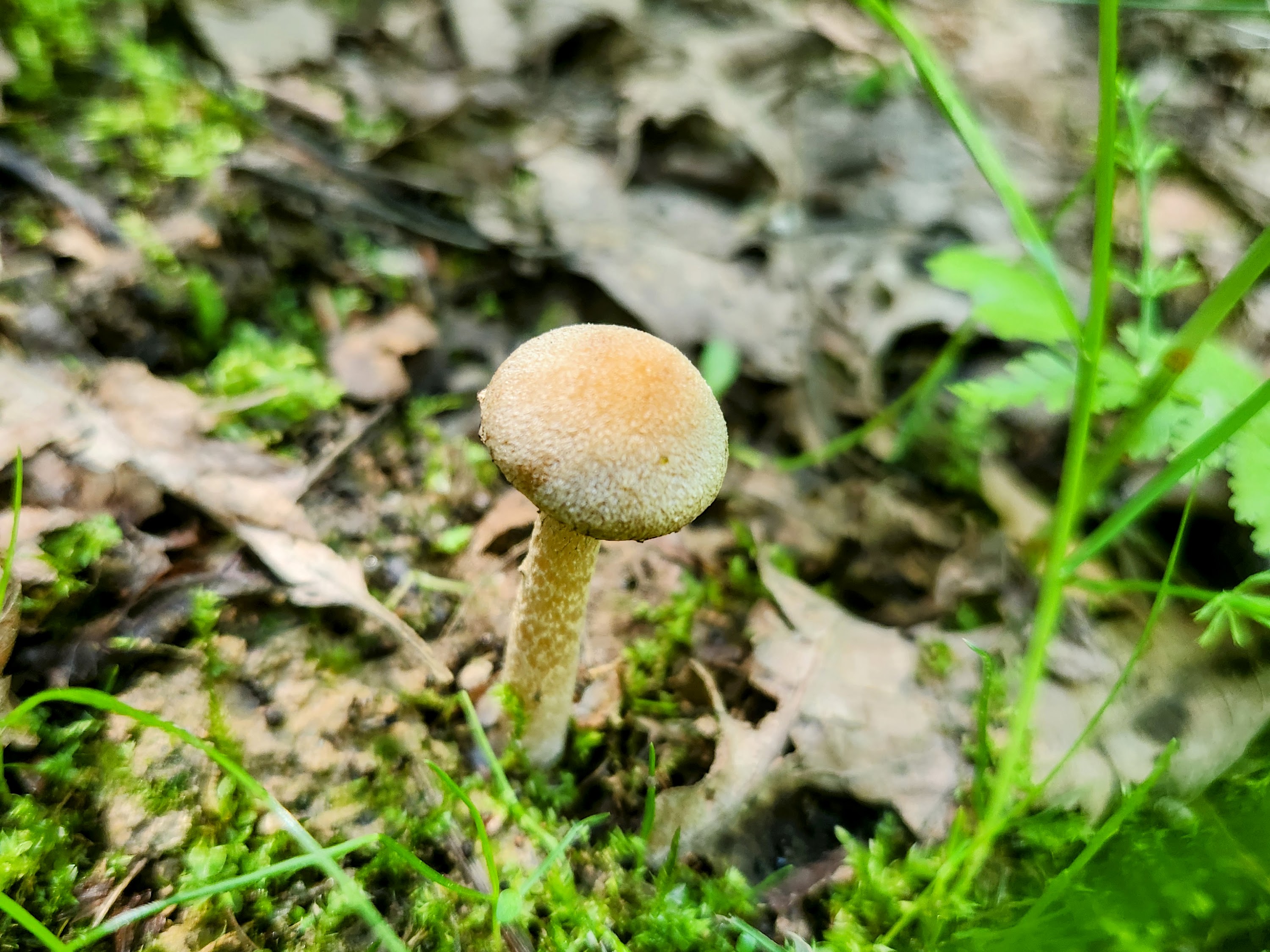 Лакримария