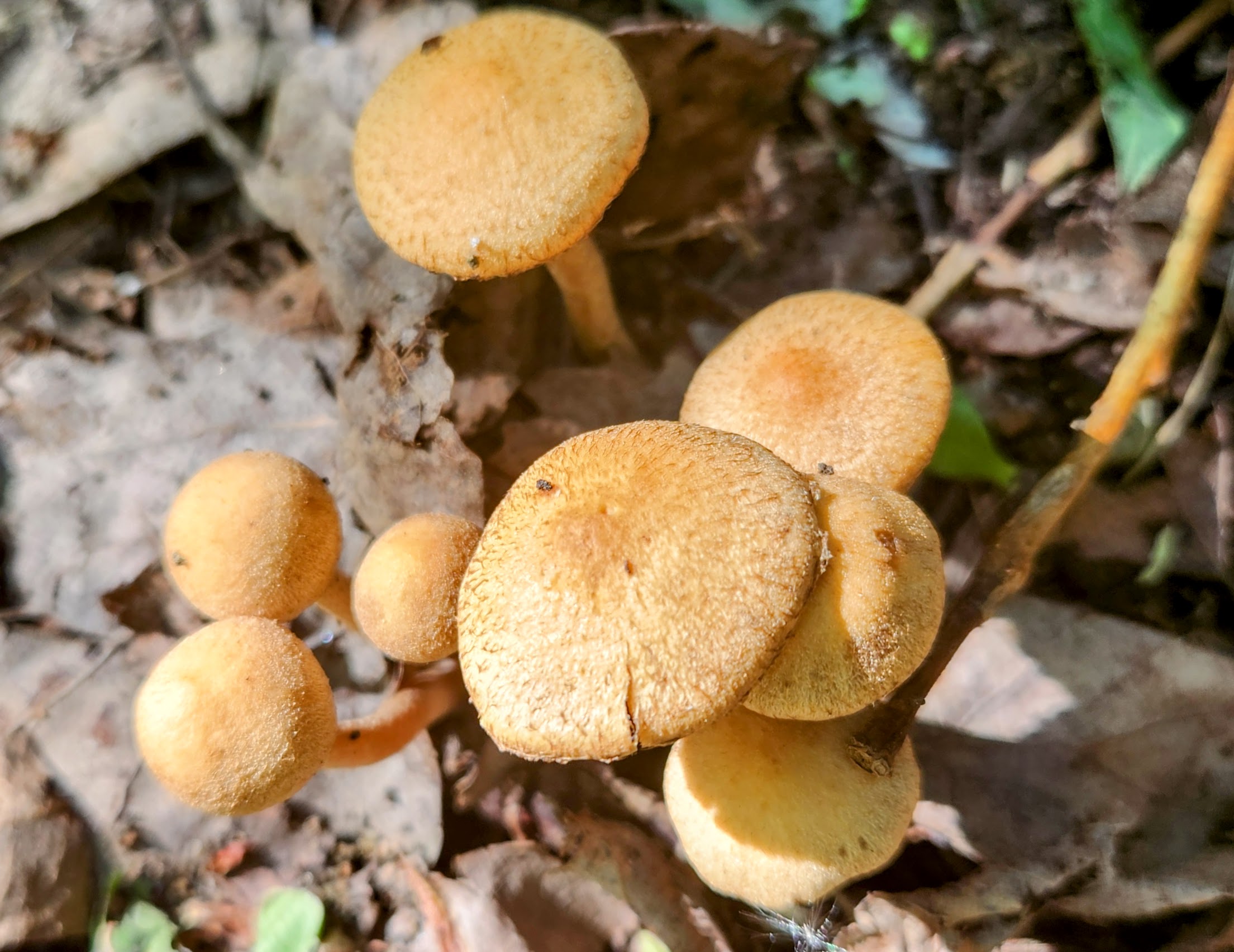 Лакримария