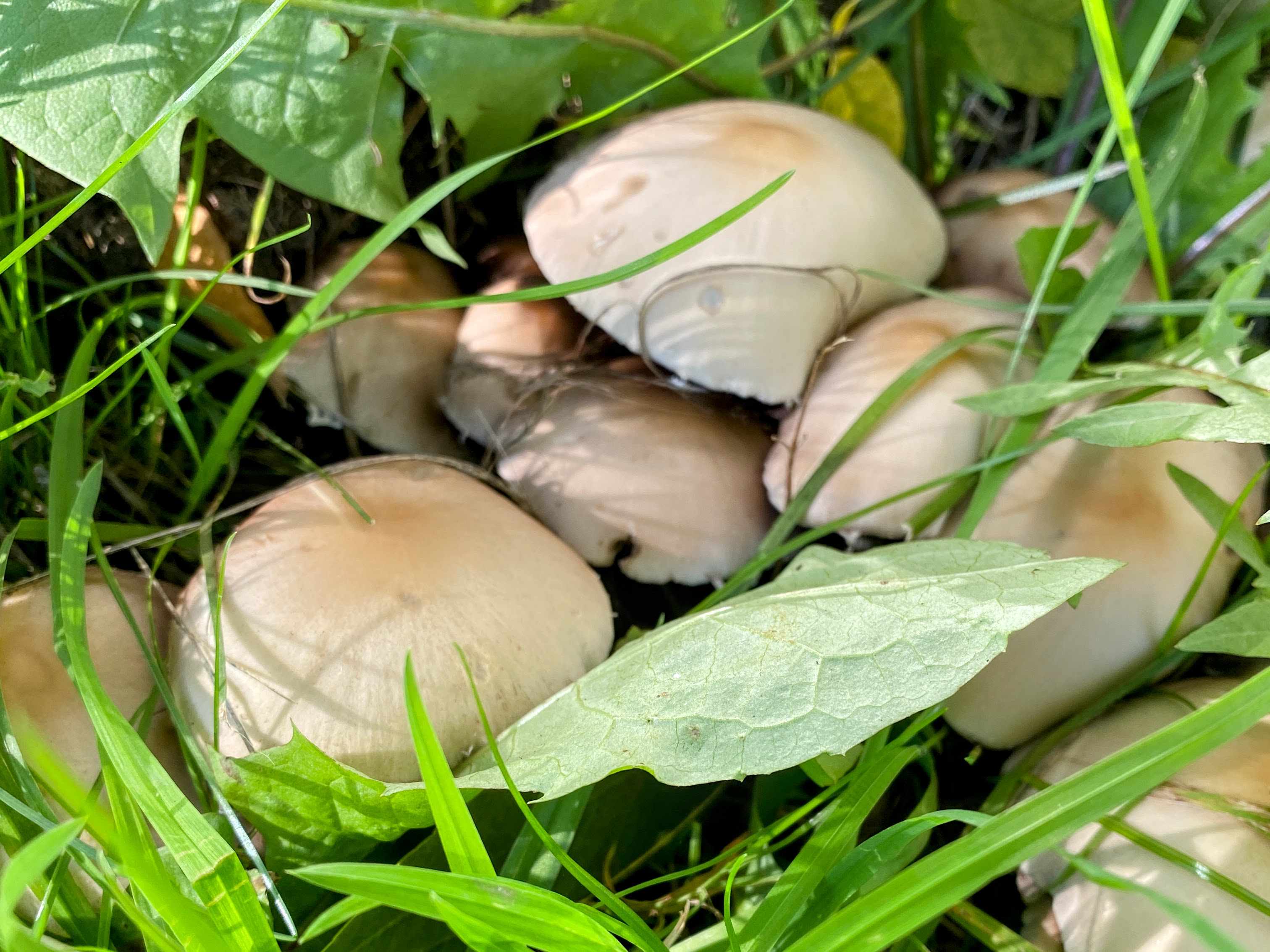 Кандолля