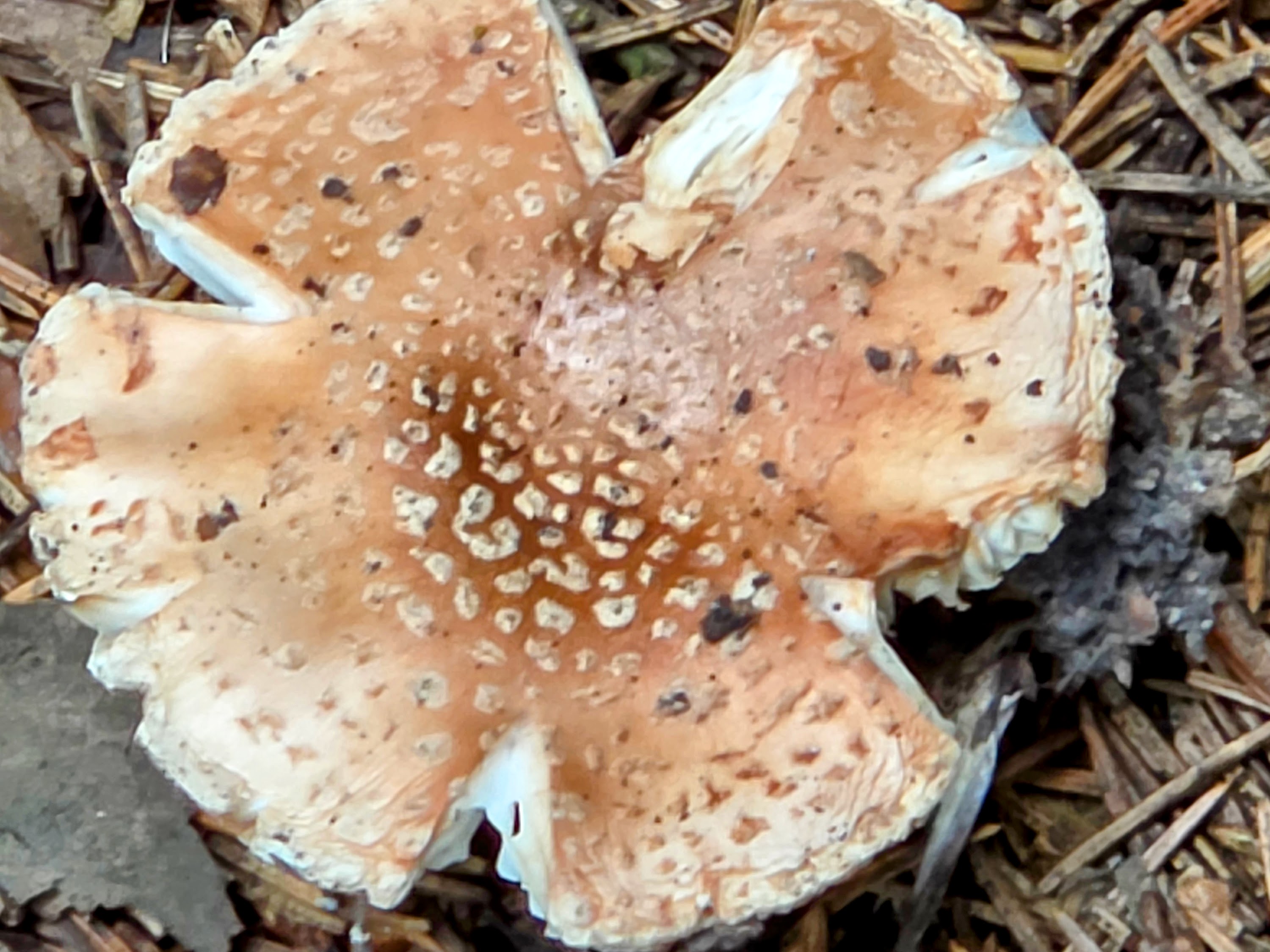 Amanita rubescens