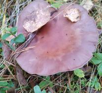 Рядовка фиолетовая (Lepista nuda)
