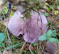 Рядовка фиолетовая (Lepista nuda)