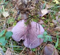 Рядовка фиолетовая (Lepista nuda)