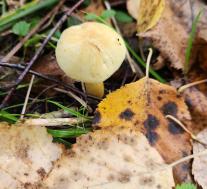 Рядовка серная