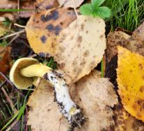 Рядовка серная