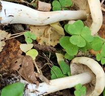 Рядовка фиалковая (Collybia irina)