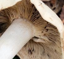 Рядовка фиалковая (Collybia irina)