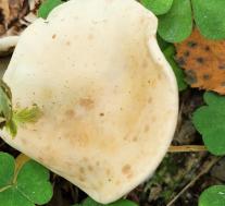 Рядовка фиалковая (Collybia irina)