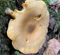 Рядовка украшенная