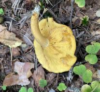 Рядовка украшенная