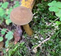 Рядовка украшенная